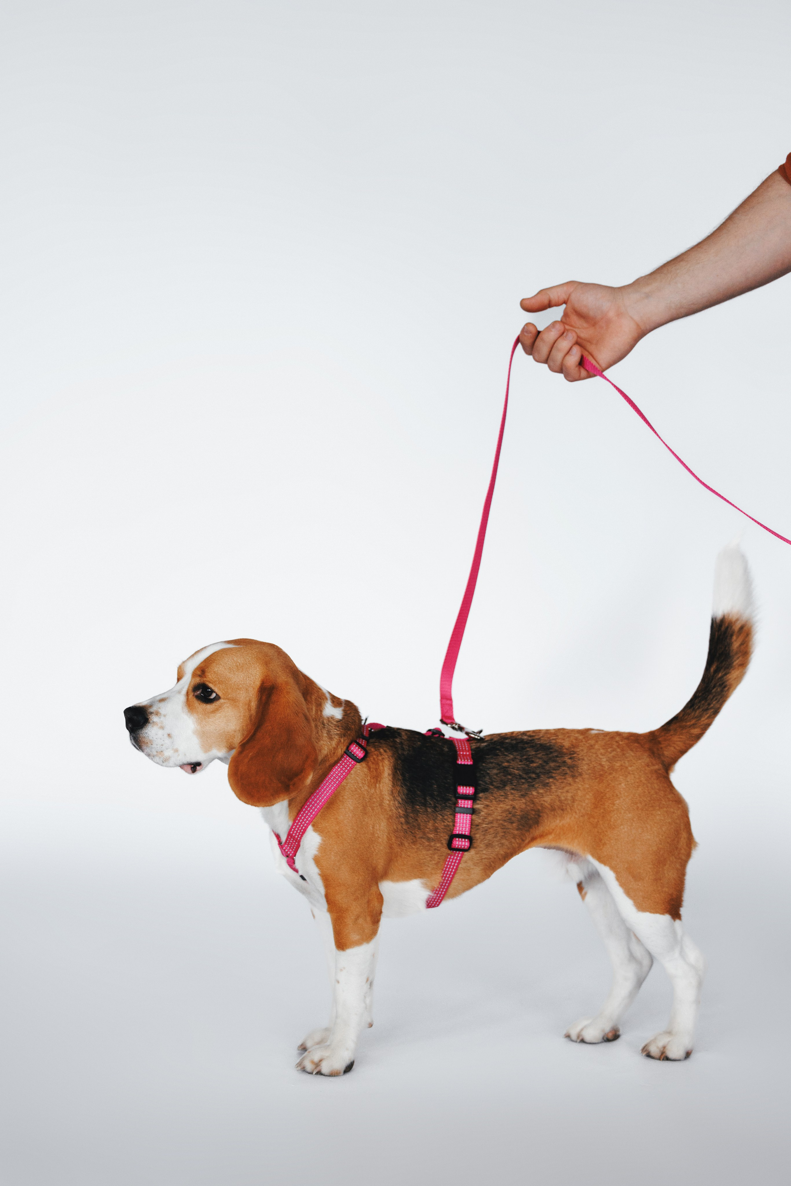 Шлейки Petforta. Фотограф анималист Осипчикова Мария