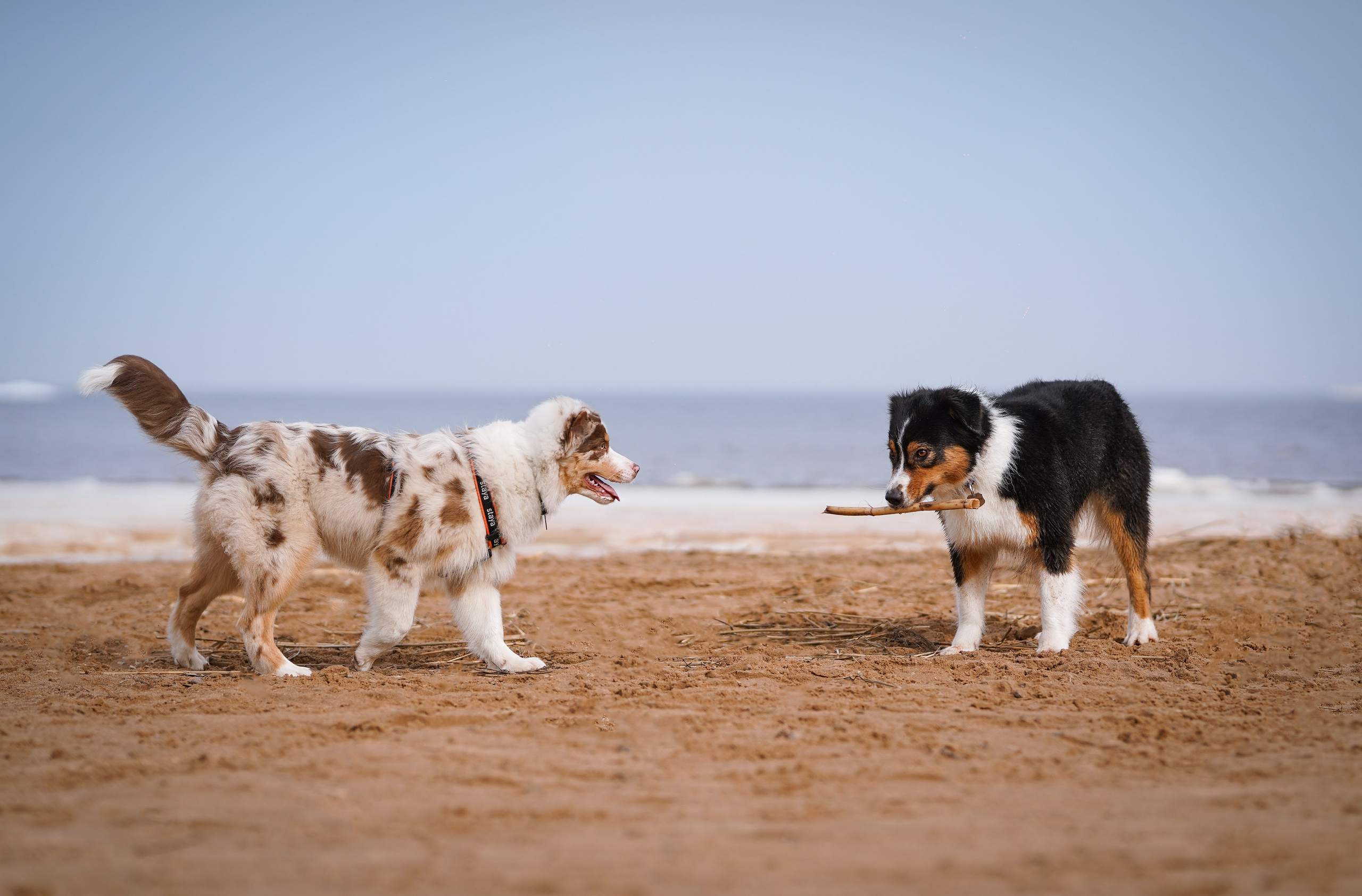 Аусси на Ладоге. Фотограф-анималист в Санкт-Петербурге Яна Мартынова