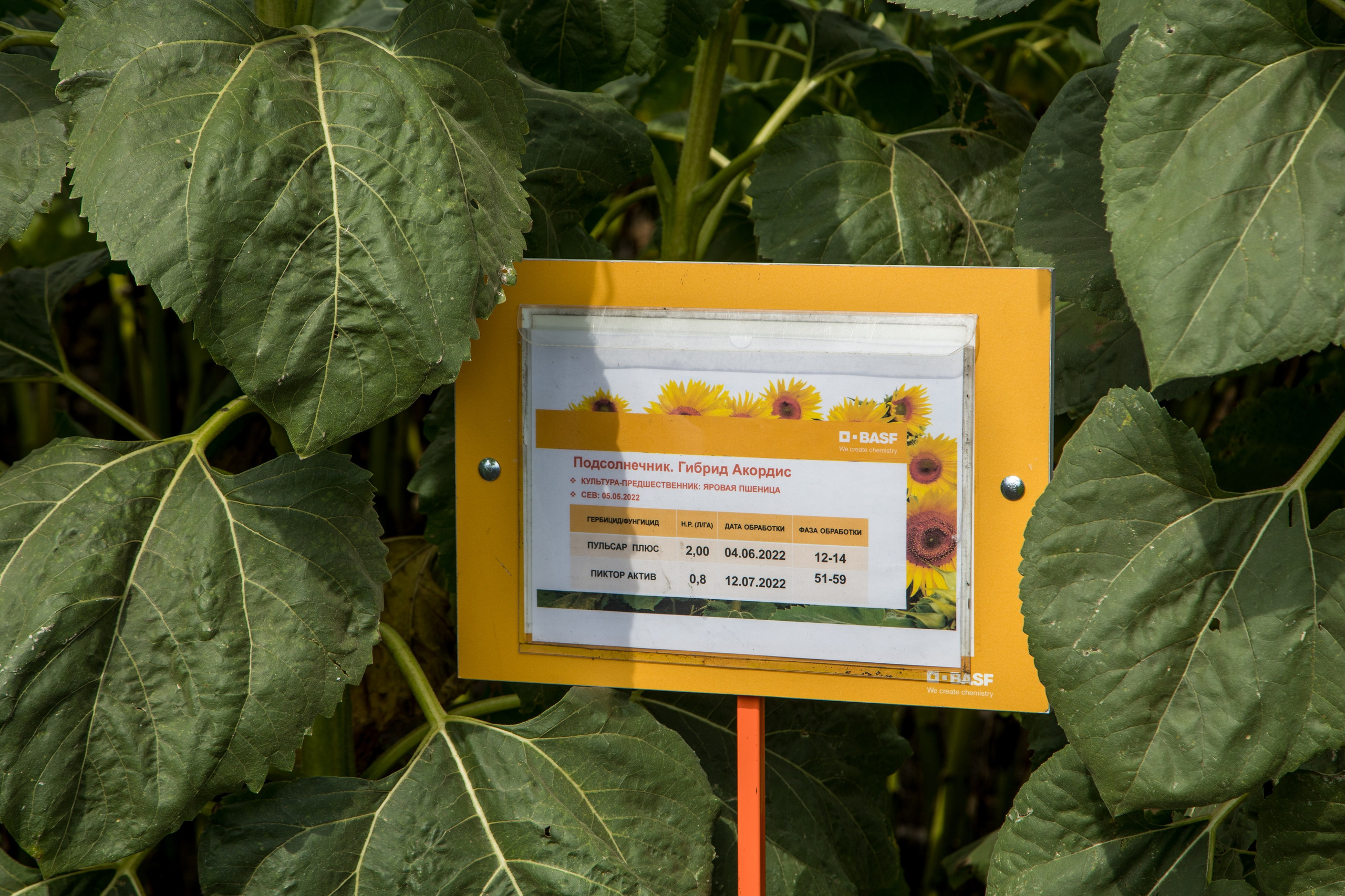 Решения для сельского хозяйства BASF 16.08.2022. Владислав Волков | Фотография и видеосъемка в Воронеже