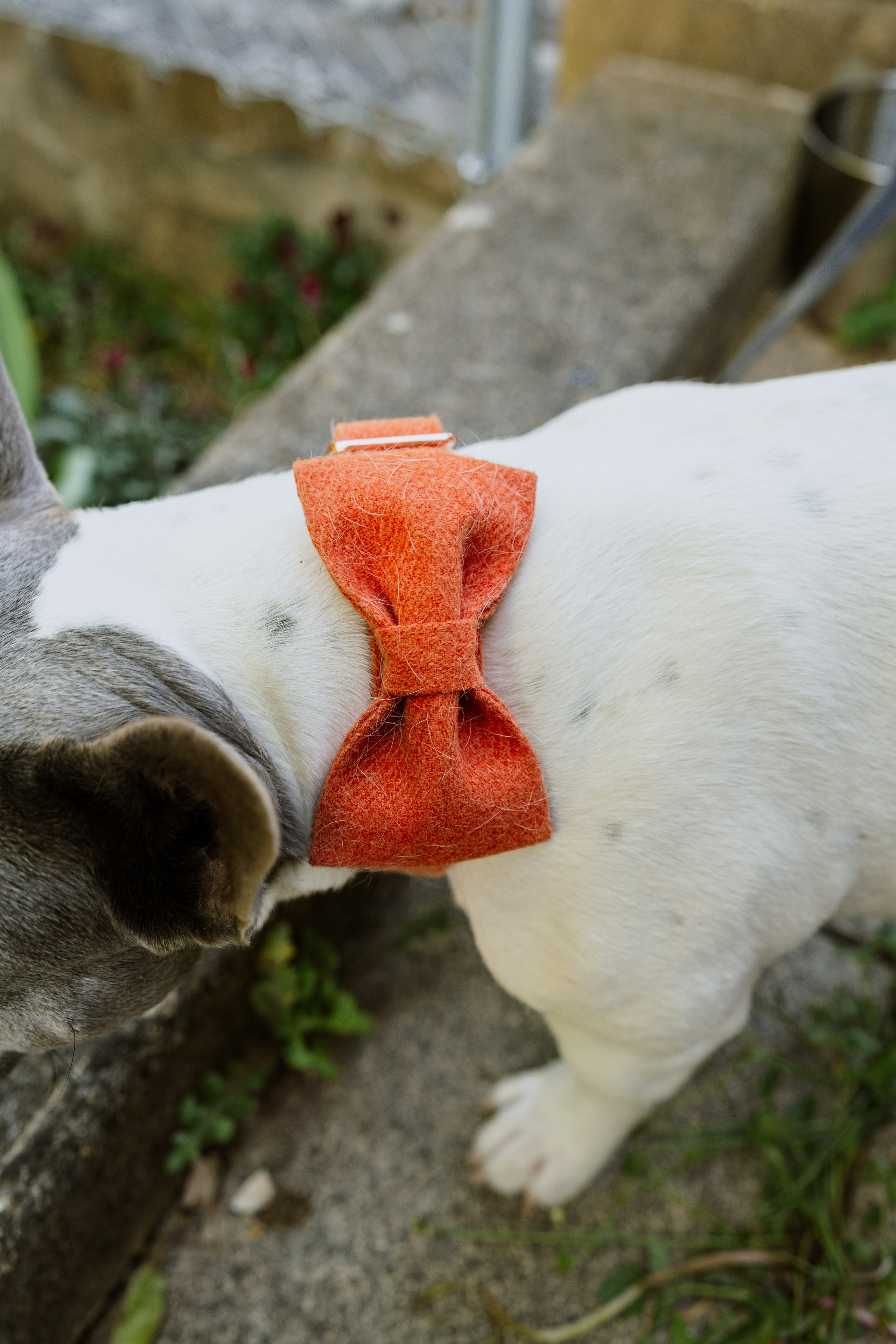 Joséphine & Frédéric | Lancy Mairie. Photographe de Mariage Professionnelle — Genève & Suisse Romande | Tanya Creator