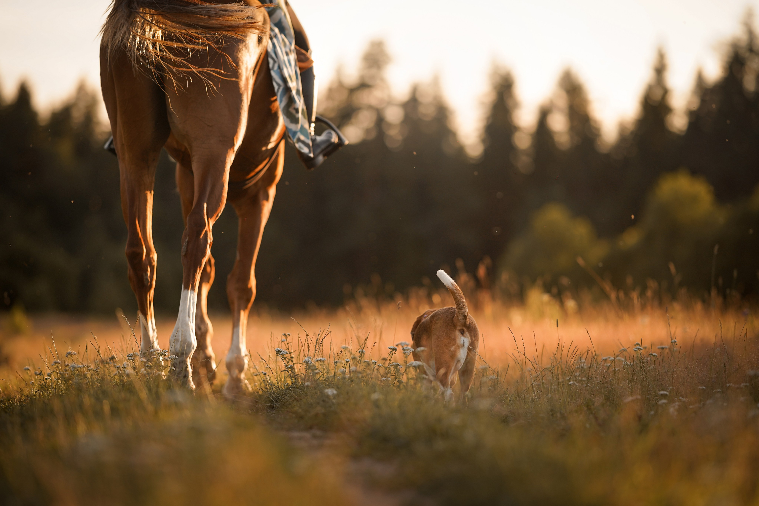 Лера Джон и Диамант. Фотограф-анималист в Санкт-Петербурге Яна Мартынова