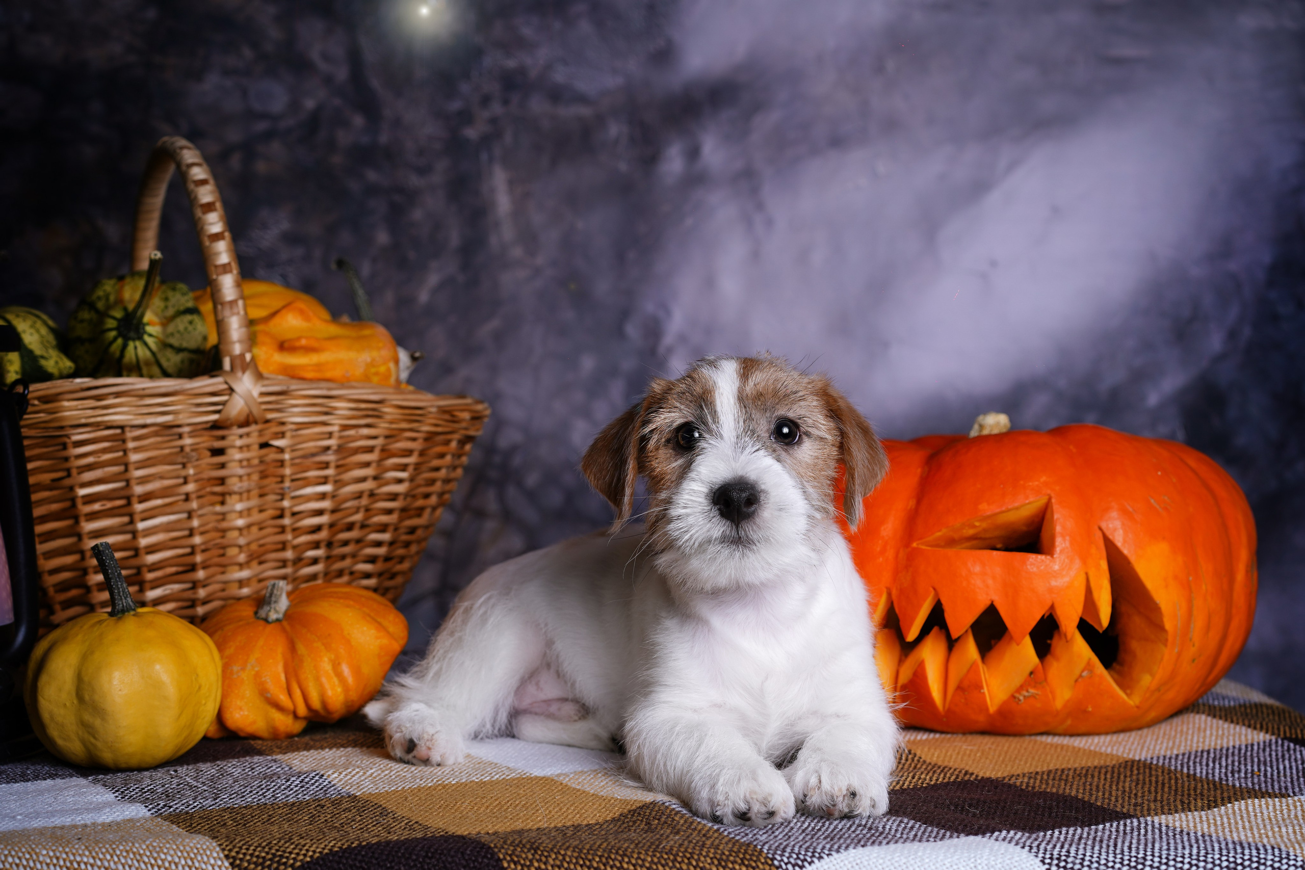 Щенки джек-рассел терьера. Фотограф-анималист в Санкт-Петербурге Яна Мартынова