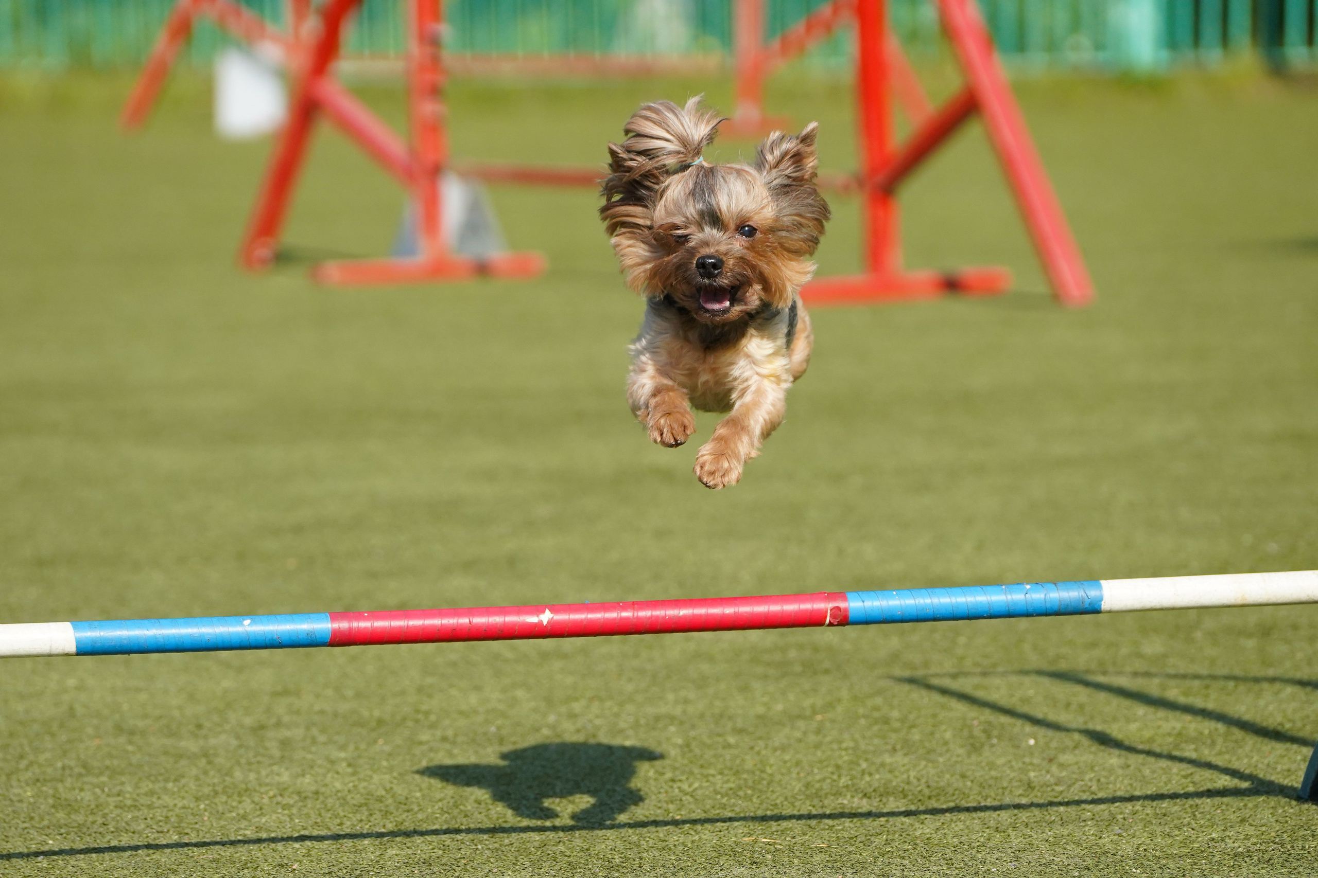 Аджилити 25.05.24, Санкт-Петербург. Фотограф-анималист Анастасия Большакова