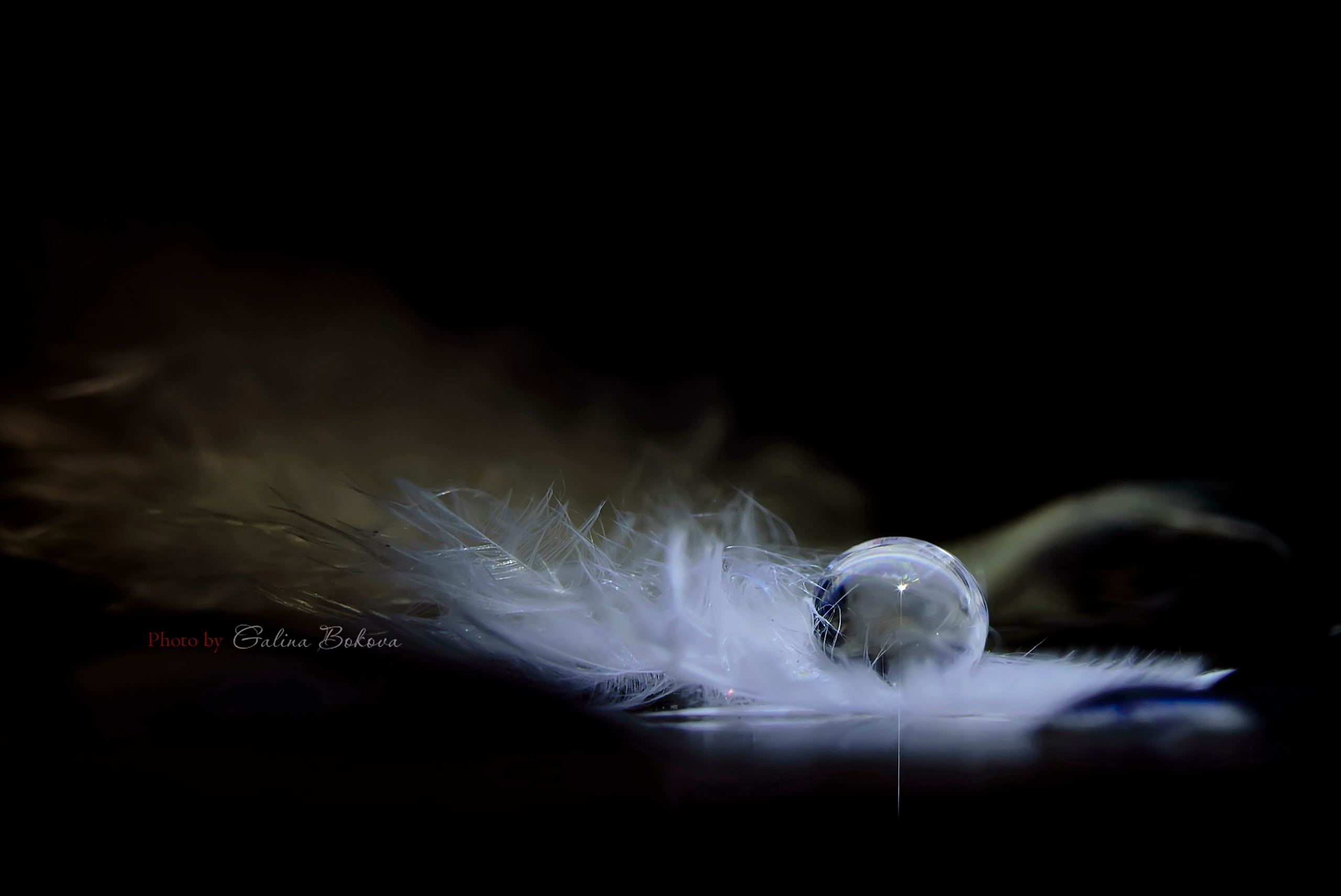 Макро мир фотограф Бокова Галина. Фотограф в Краснодаре и Бишкеке Галина Бокова