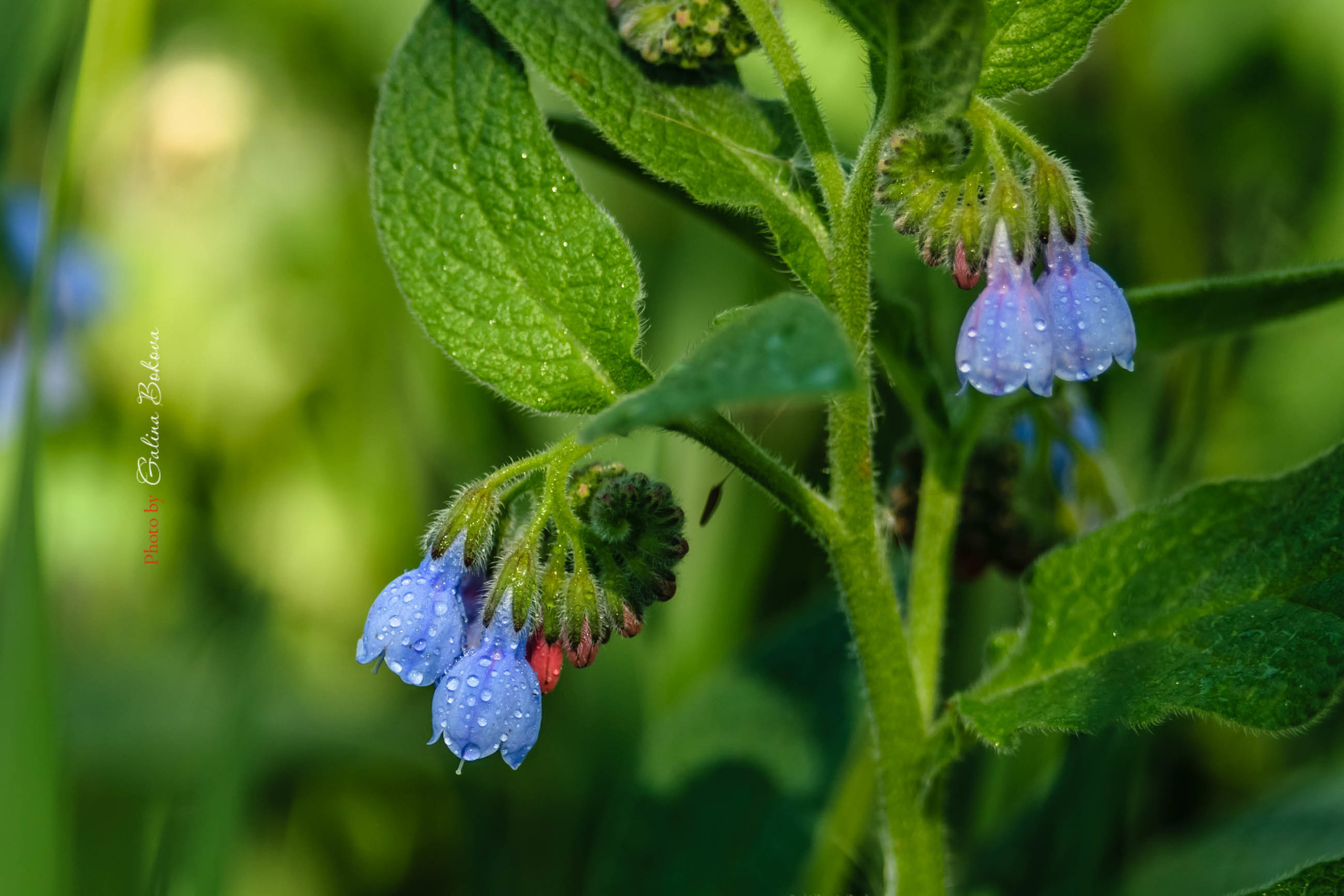 Акварели Гелиоса. Фотограф в Краснодаре и Бишкеке Галина Бокова
