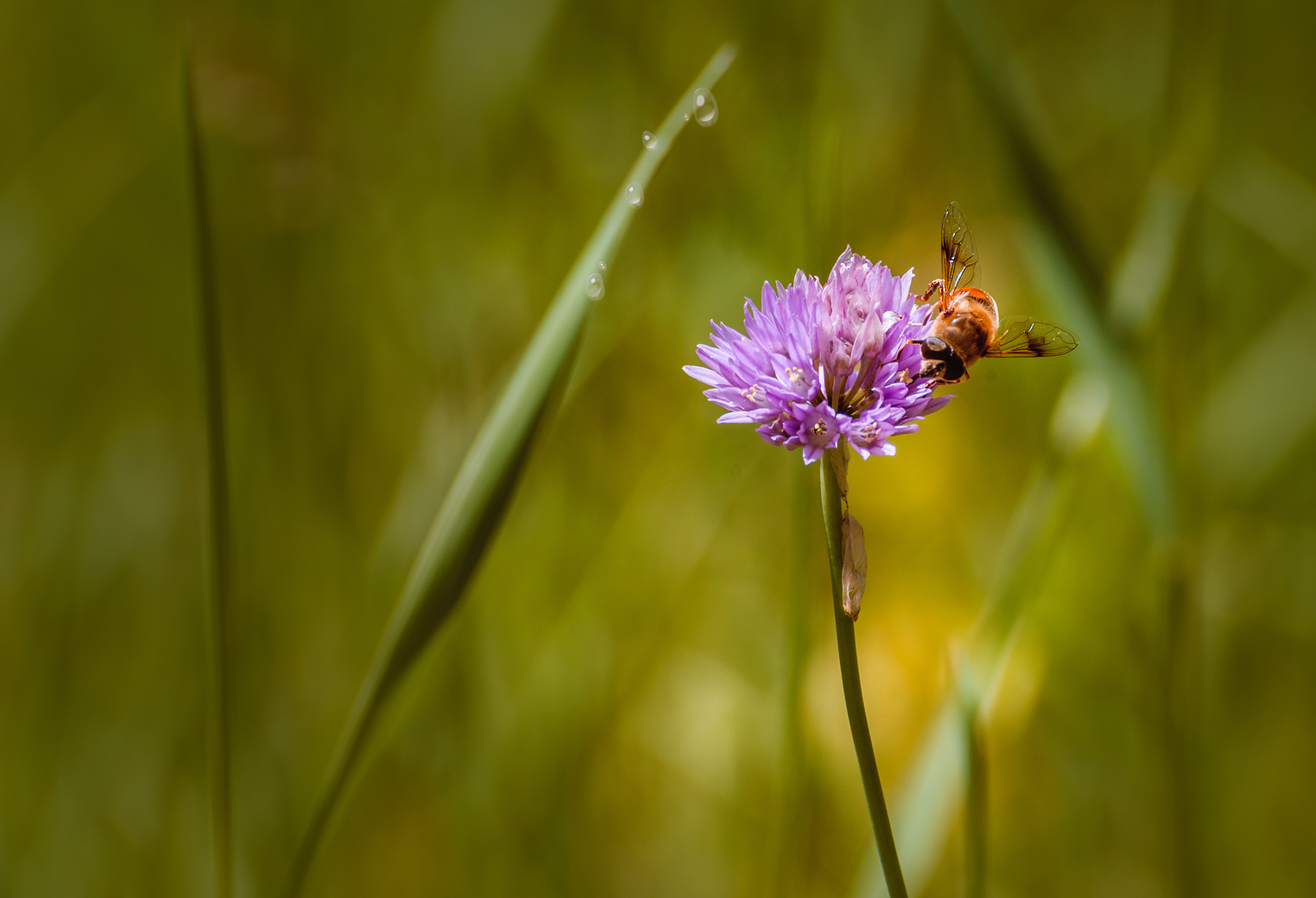 Акварели Гелиоса. Фотограф в Краснодаре и Бишкеке Галина Бокова