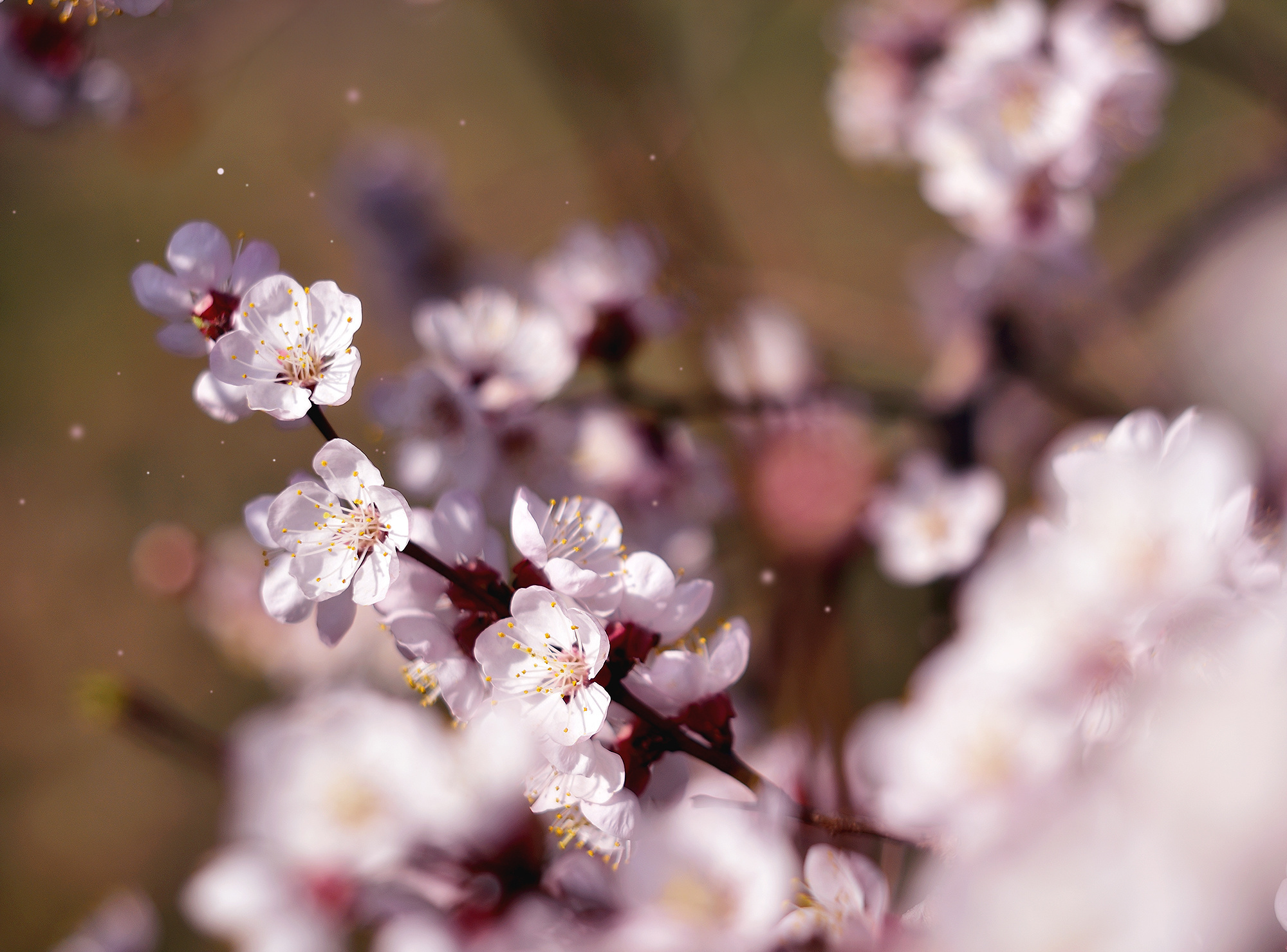 Макро мир фотограф Бокова Галина. Фотограф в Краснодаре и Бишкеке Галина Бокова