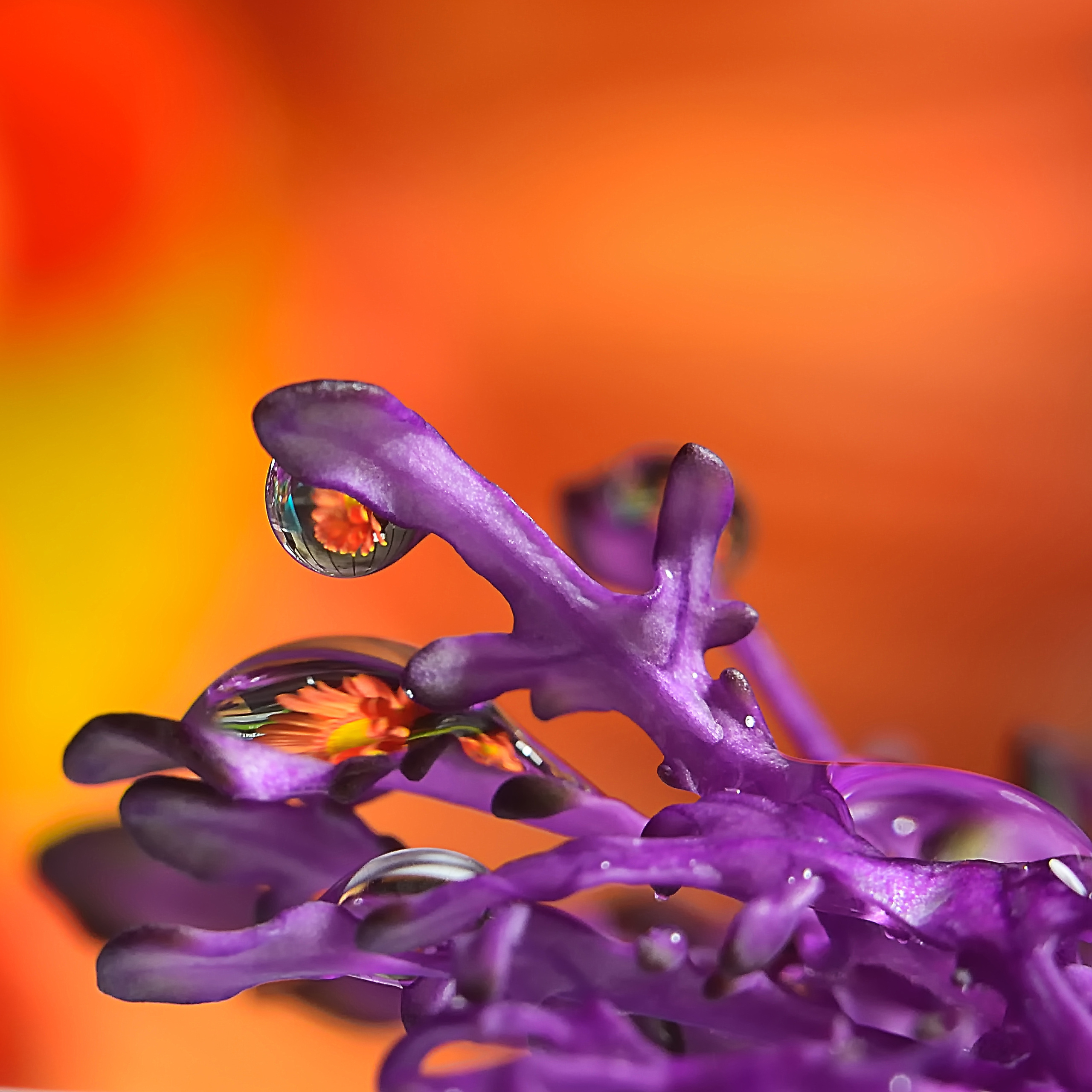 Макро мир фотограф Бокова Галина. Фотограф в Краснодаре и Бишкеке Галина Бокова