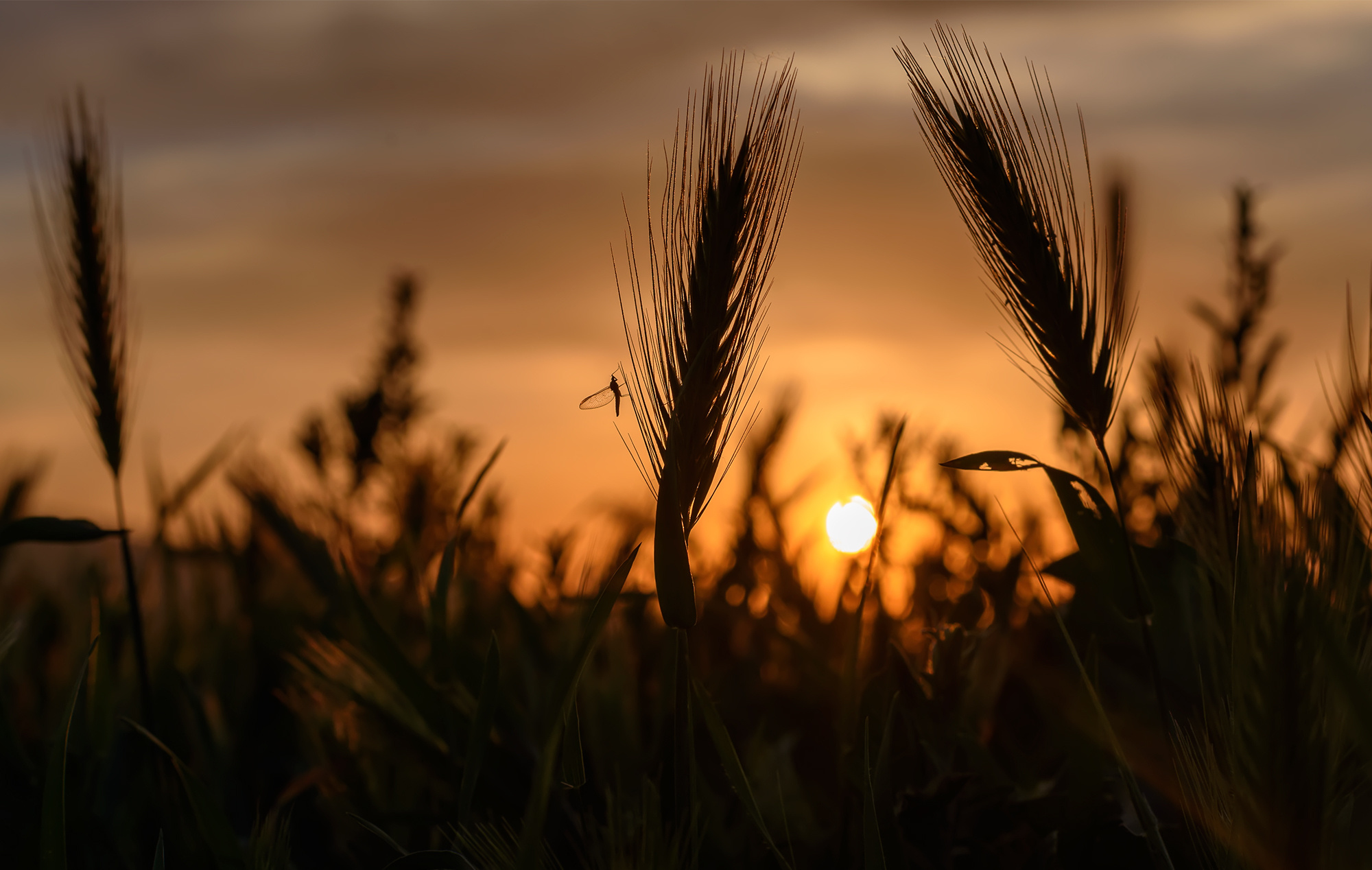 Акварели Гелиоса. Фотограф в Краснодаре и Бишкеке Галина Бокова