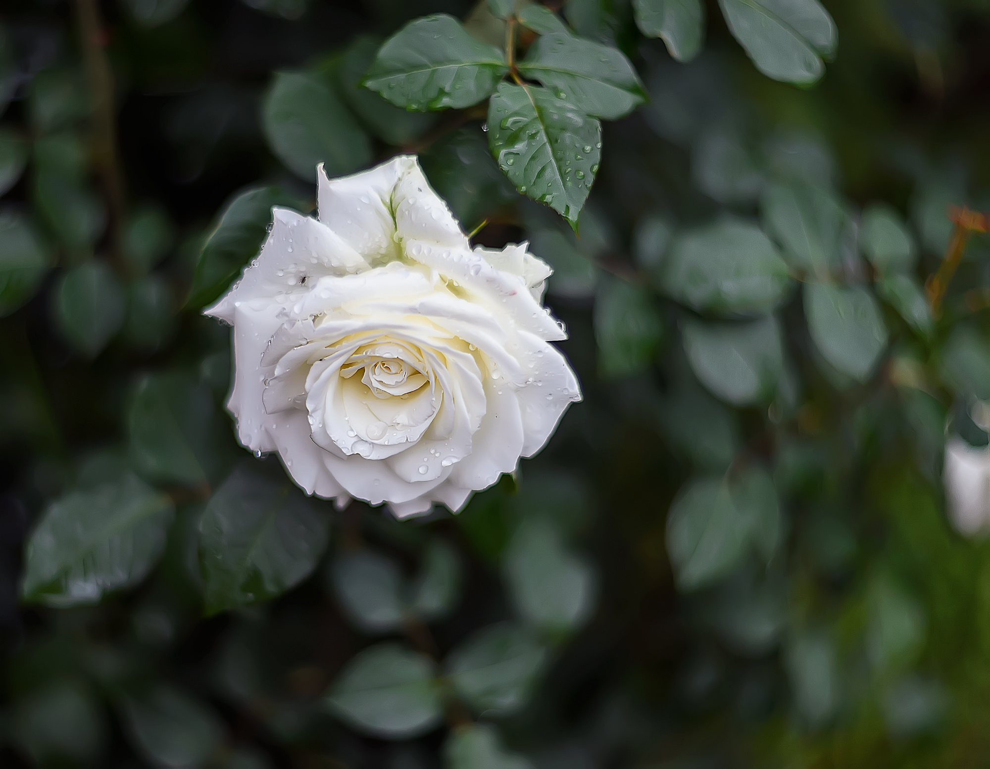 Акварели Гелиоса. Фотограф в Краснодаре и Бишкеке Галина Бокова