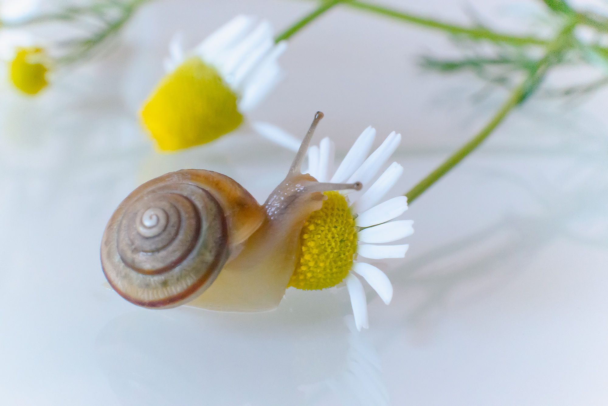 Макро мир фотограф Бокова Галина. Фотограф в Краснодаре и Бишкеке Галина Бокова