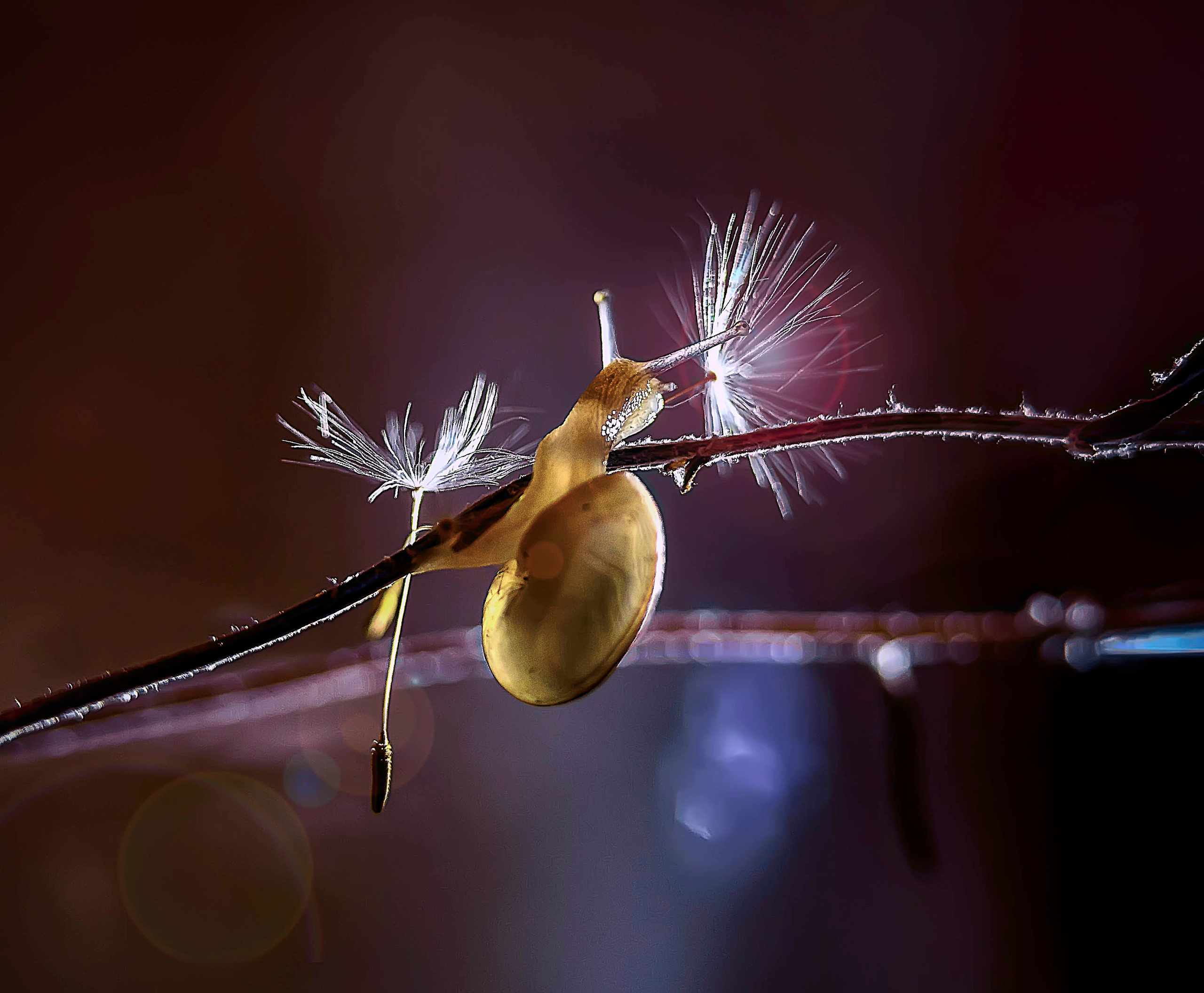 Макро мир фотограф Бокова Галина. Фотограф в Краснодаре и Бишкеке Галина Бокова