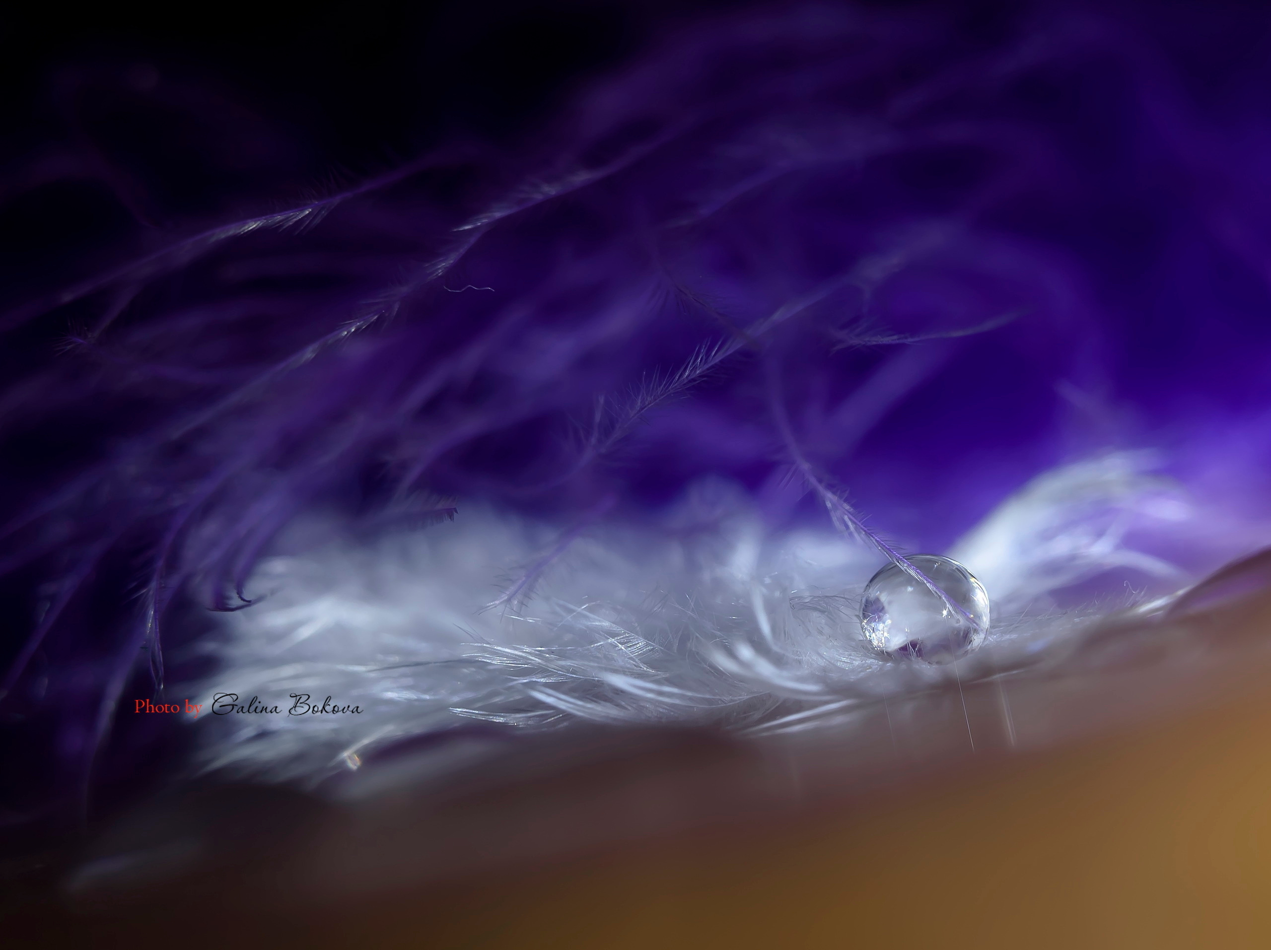 Макро мир фотограф Бокова Галина. Фотограф в Краснодаре и Бишкеке Галина Бокова