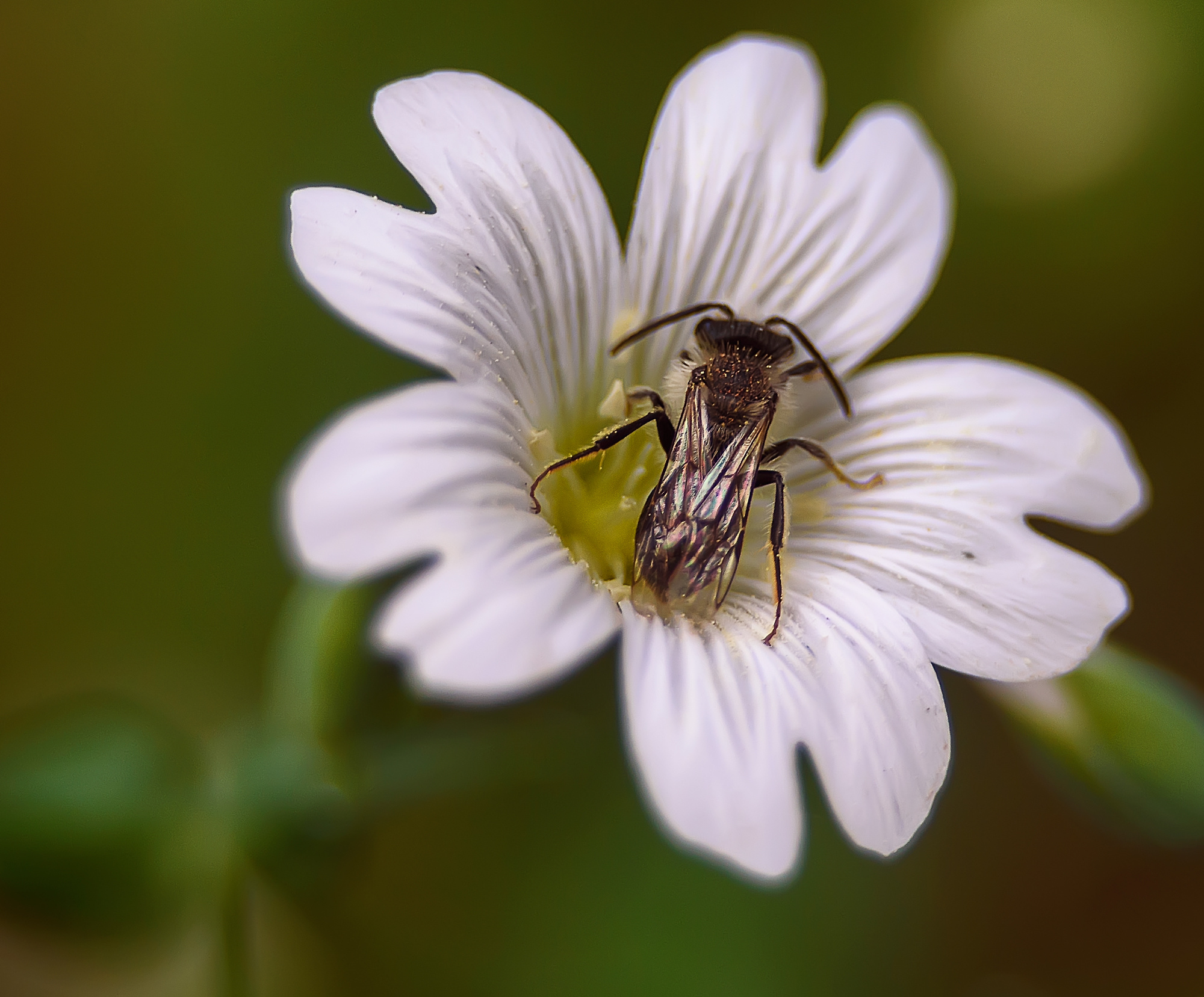 Макро мир фотограф Бокова Галина. Фотограф в Краснодаре и Бишкеке Галина Бокова
