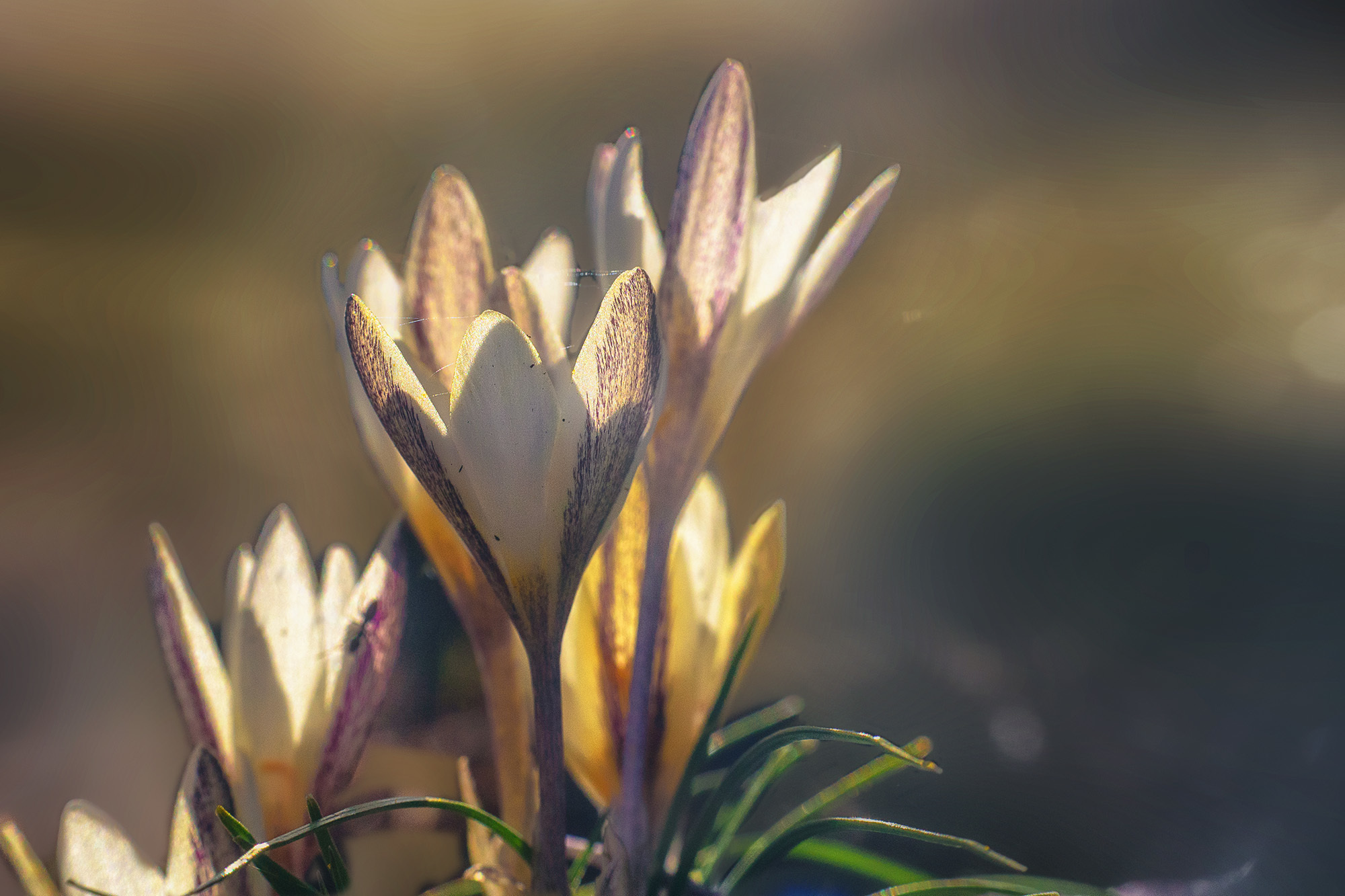 Акварели Гелиоса. Фотограф в Краснодаре и Бишкеке Галина Бокова