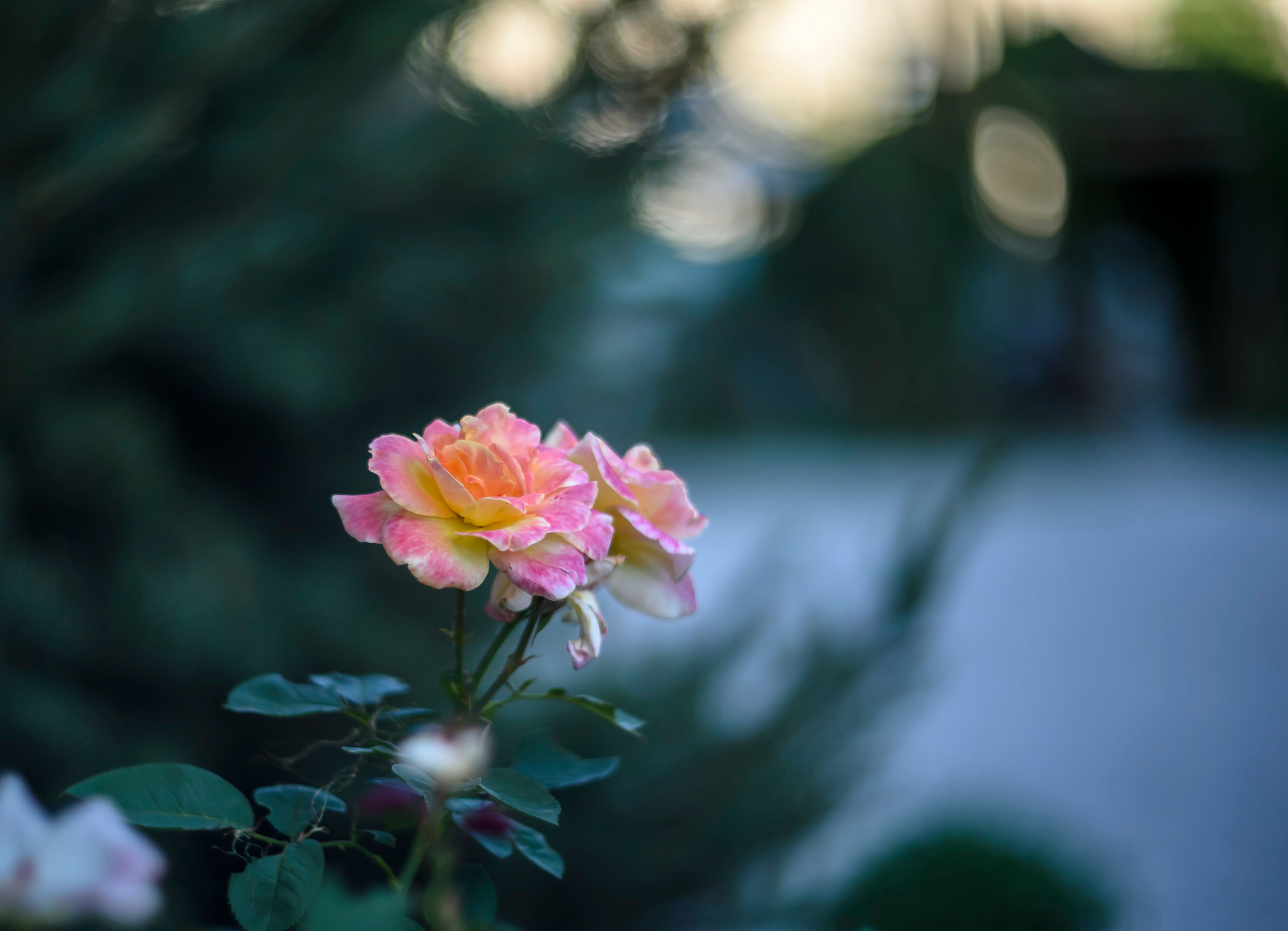 Акварели Гелиоса. Фотограф в Краснодаре и Бишкеке Галина Бокова