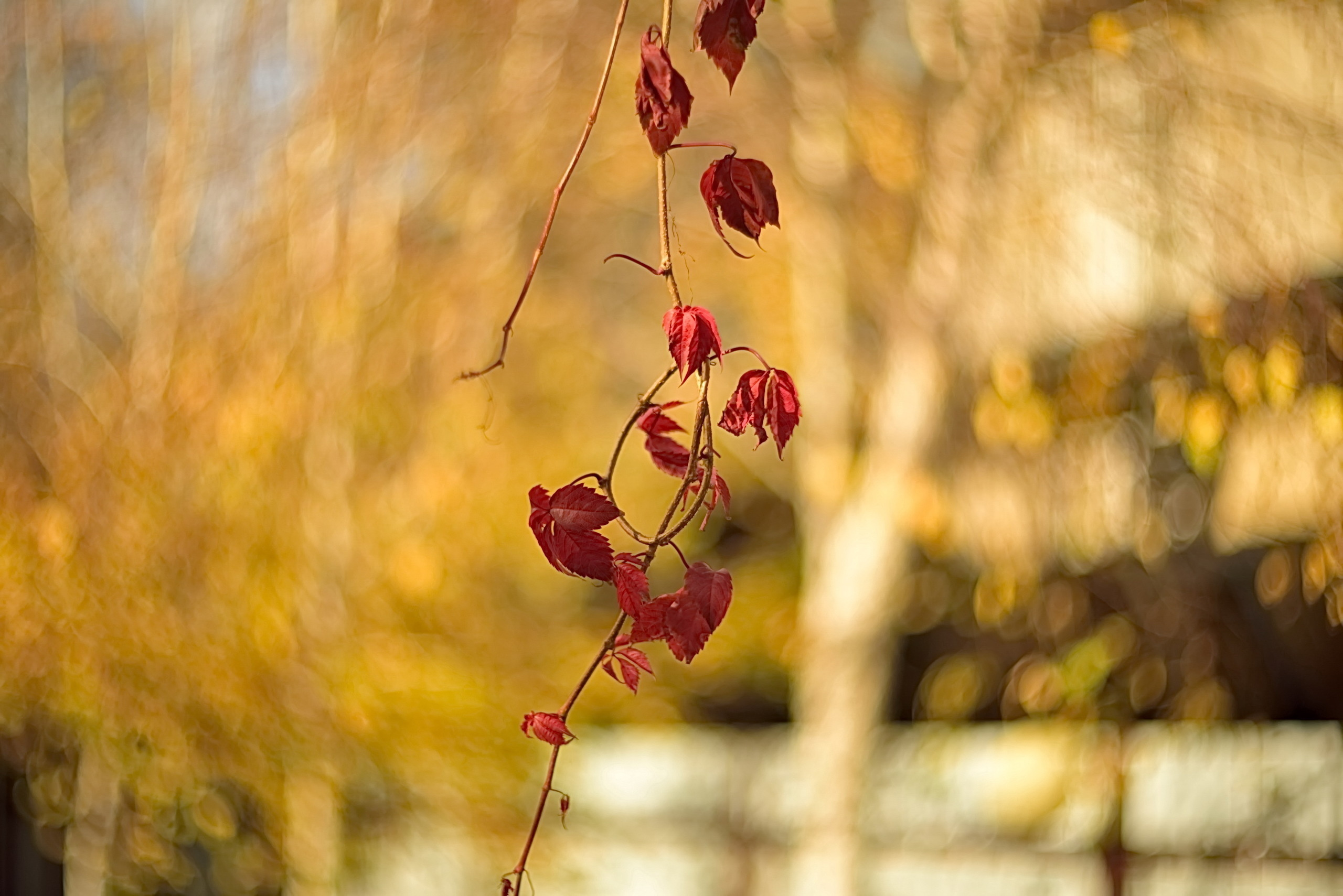Акварели Гелиоса. Фотограф в Краснодаре и Бишкеке Галина Бокова