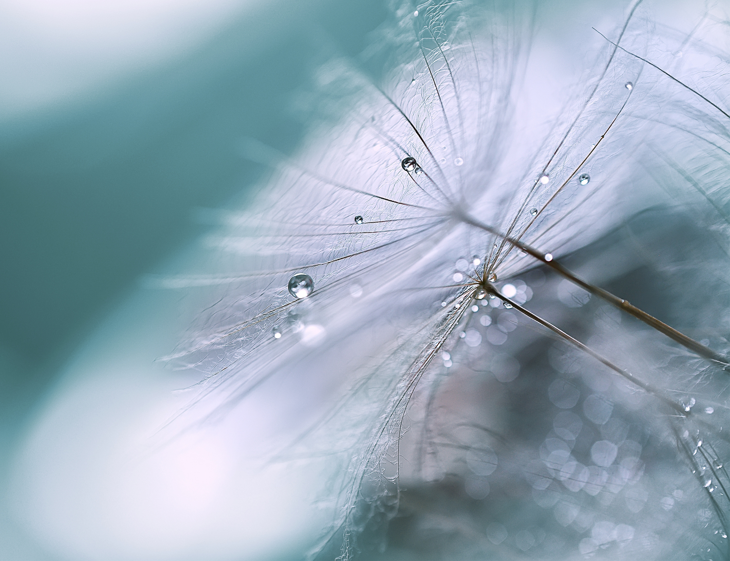 Макро мир фотограф Бокова Галина. Фотограф в Краснодаре и Бишкеке Галина Бокова