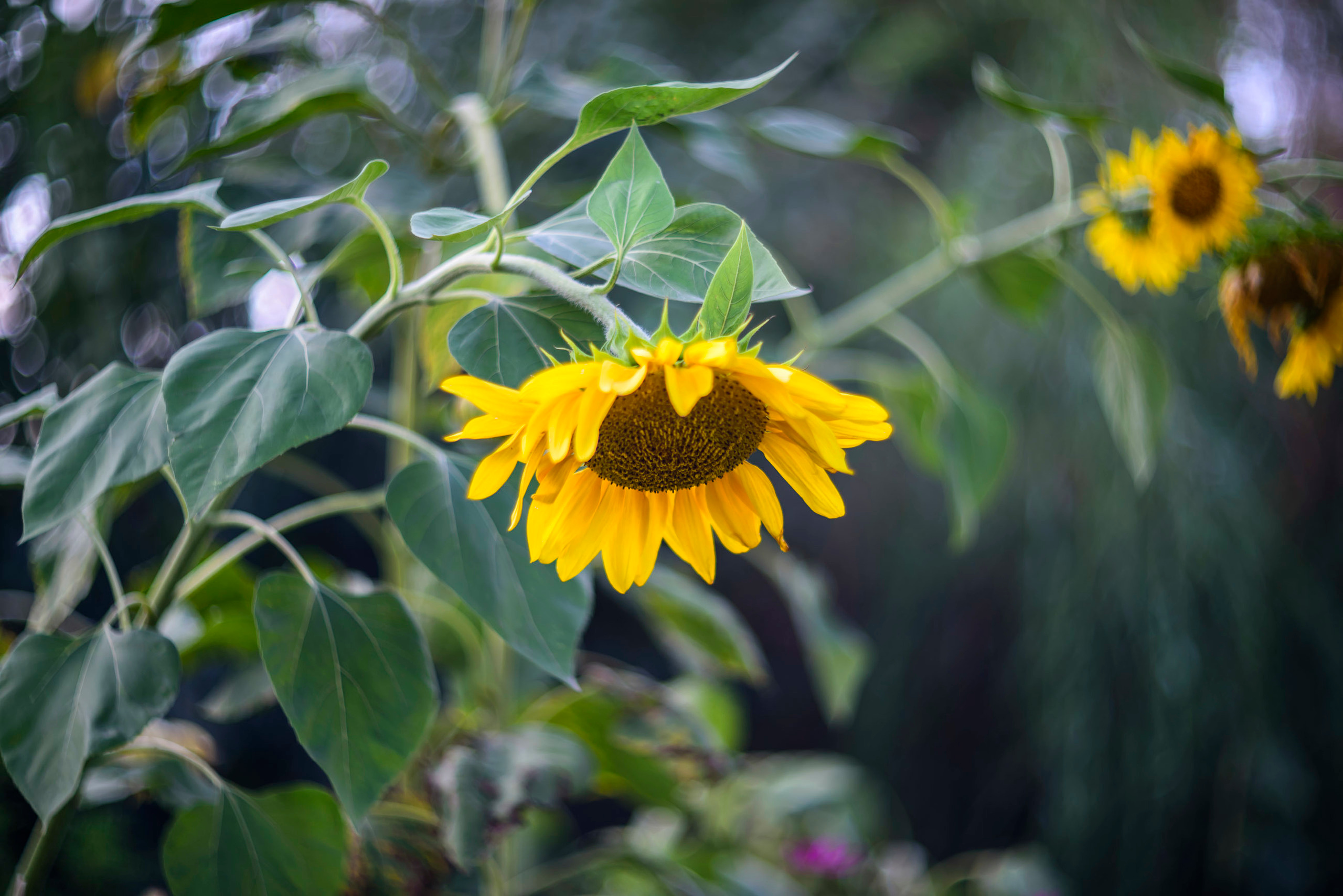 Акварели Гелиоса. Фотограф в Краснодаре и Бишкеке Галина Бокова