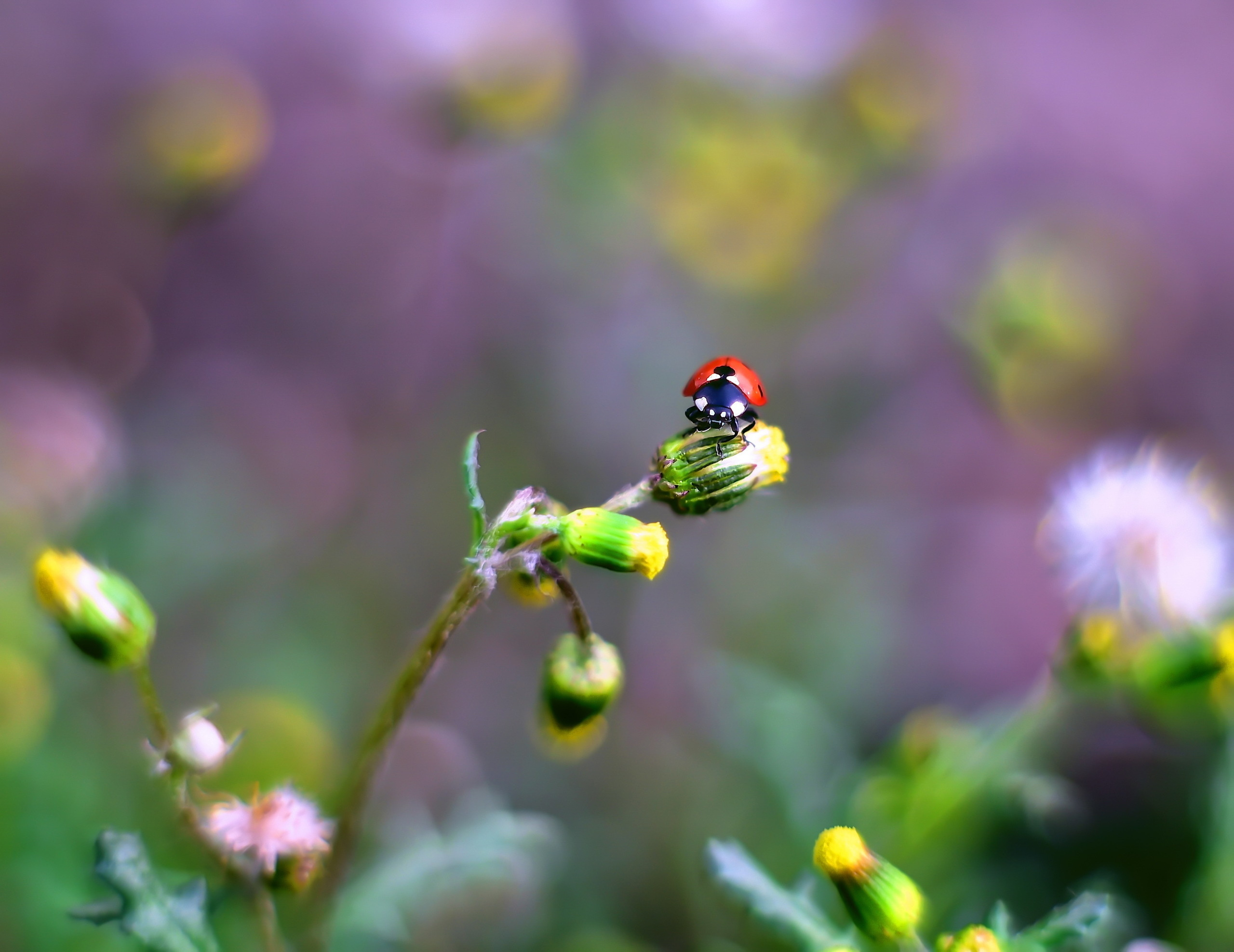 Акварели Гелиоса. Фотограф в Краснодаре и Бишкеке Галина Бокова