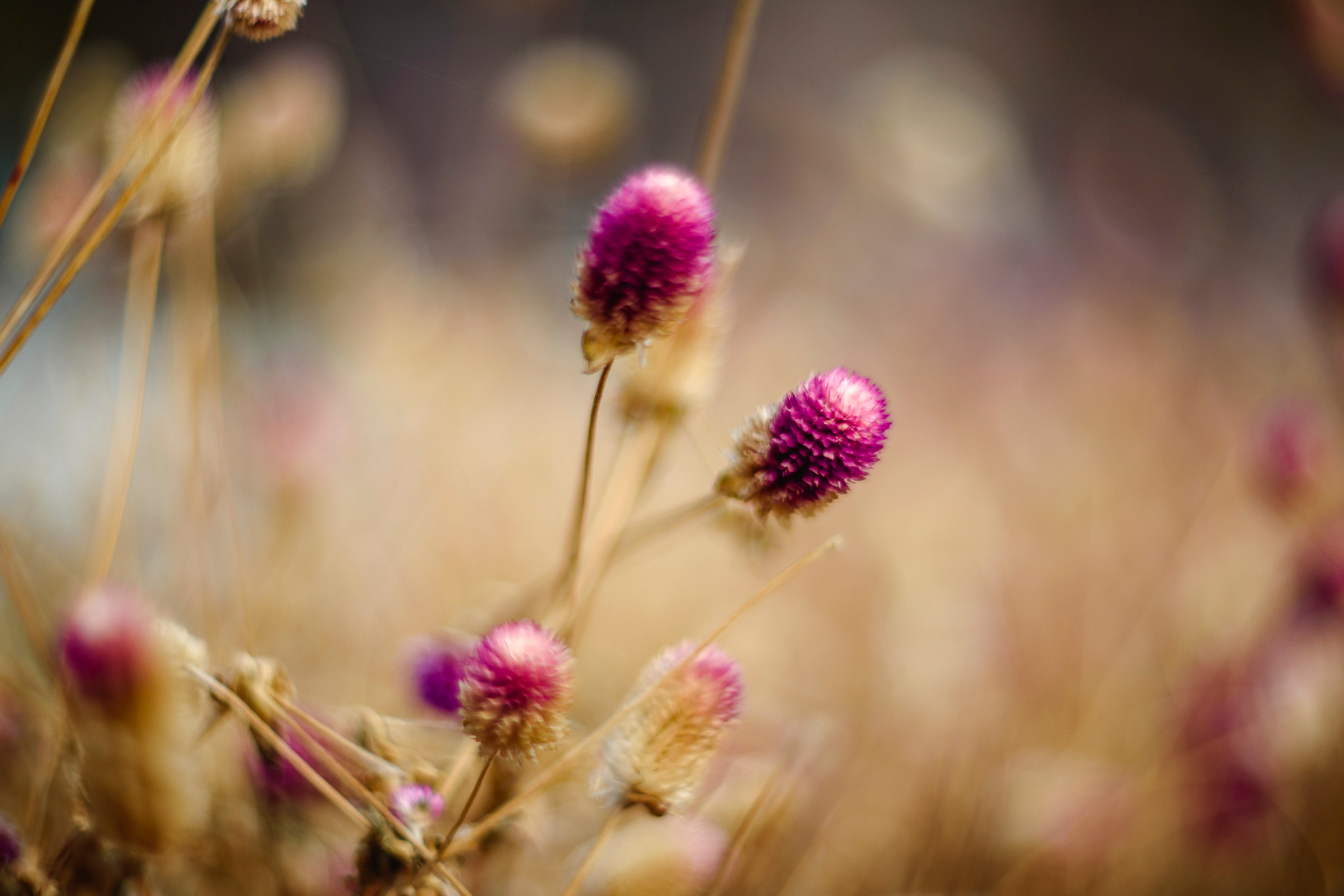 Акварели Гелиоса. Фотограф в Краснодаре и Бишкеке Галина Бокова