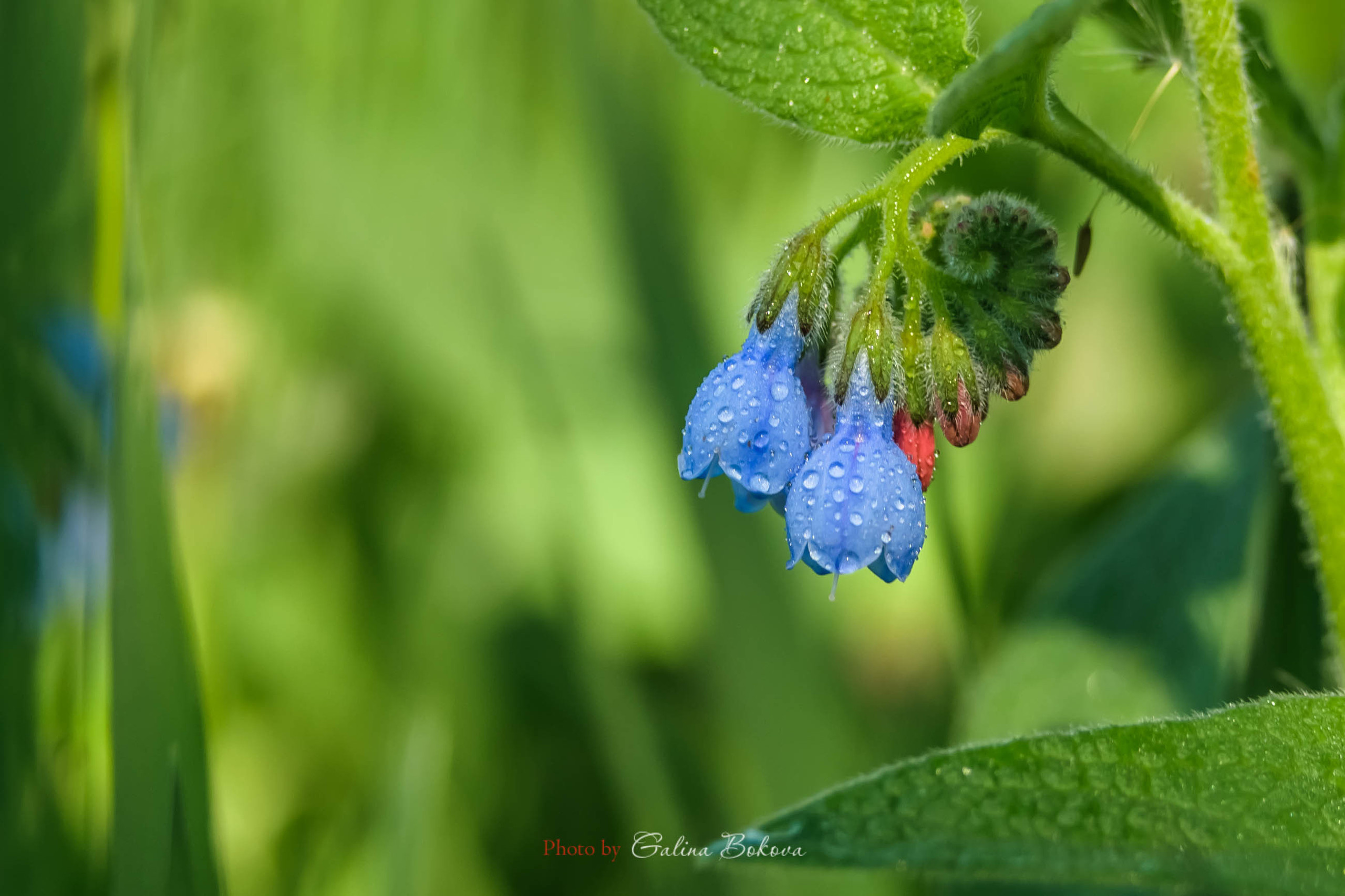 Акварели Гелиоса. Фотограф в Краснодаре и Бишкеке Галина Бокова