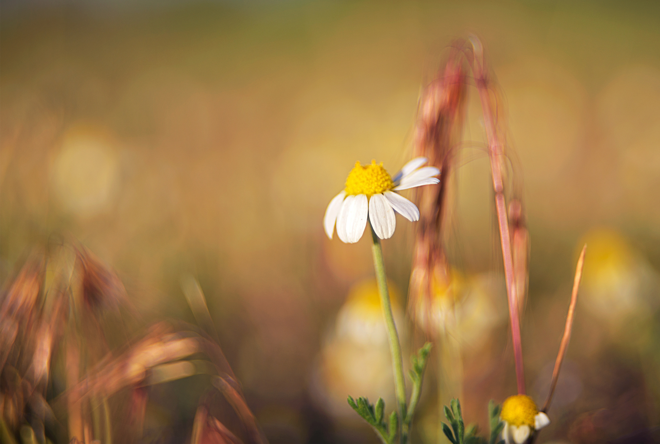 Акварели Гелиоса. Фотограф в Краснодаре и Бишкеке Галина Бокова