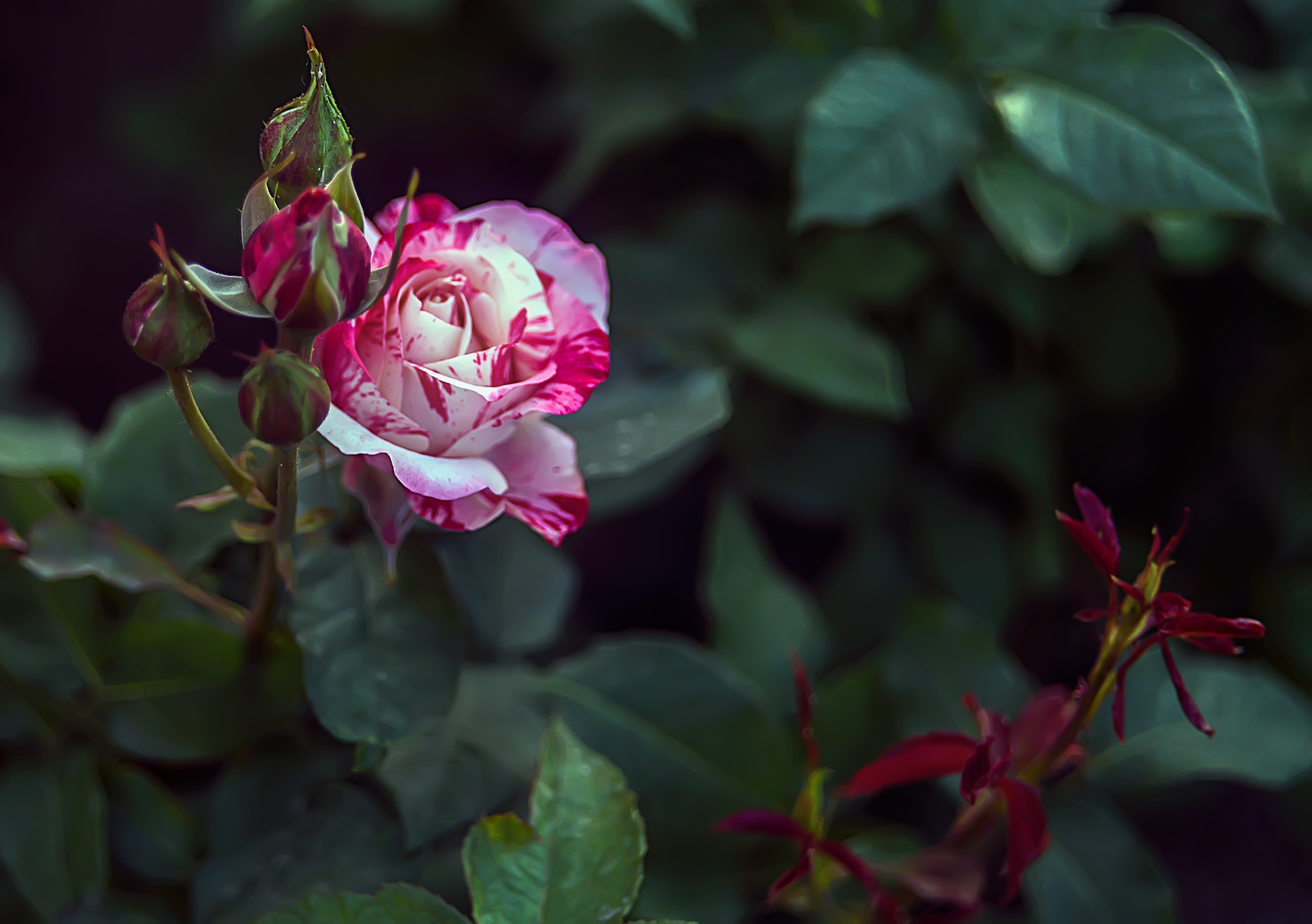 Акварели Гелиоса. Фотограф в Краснодаре и Бишкеке Галина Бокова