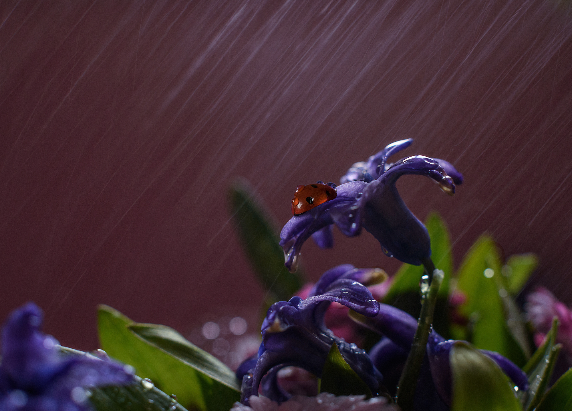 Акварели Гелиоса. Фотограф в Краснодаре и Бишкеке Галина Бокова