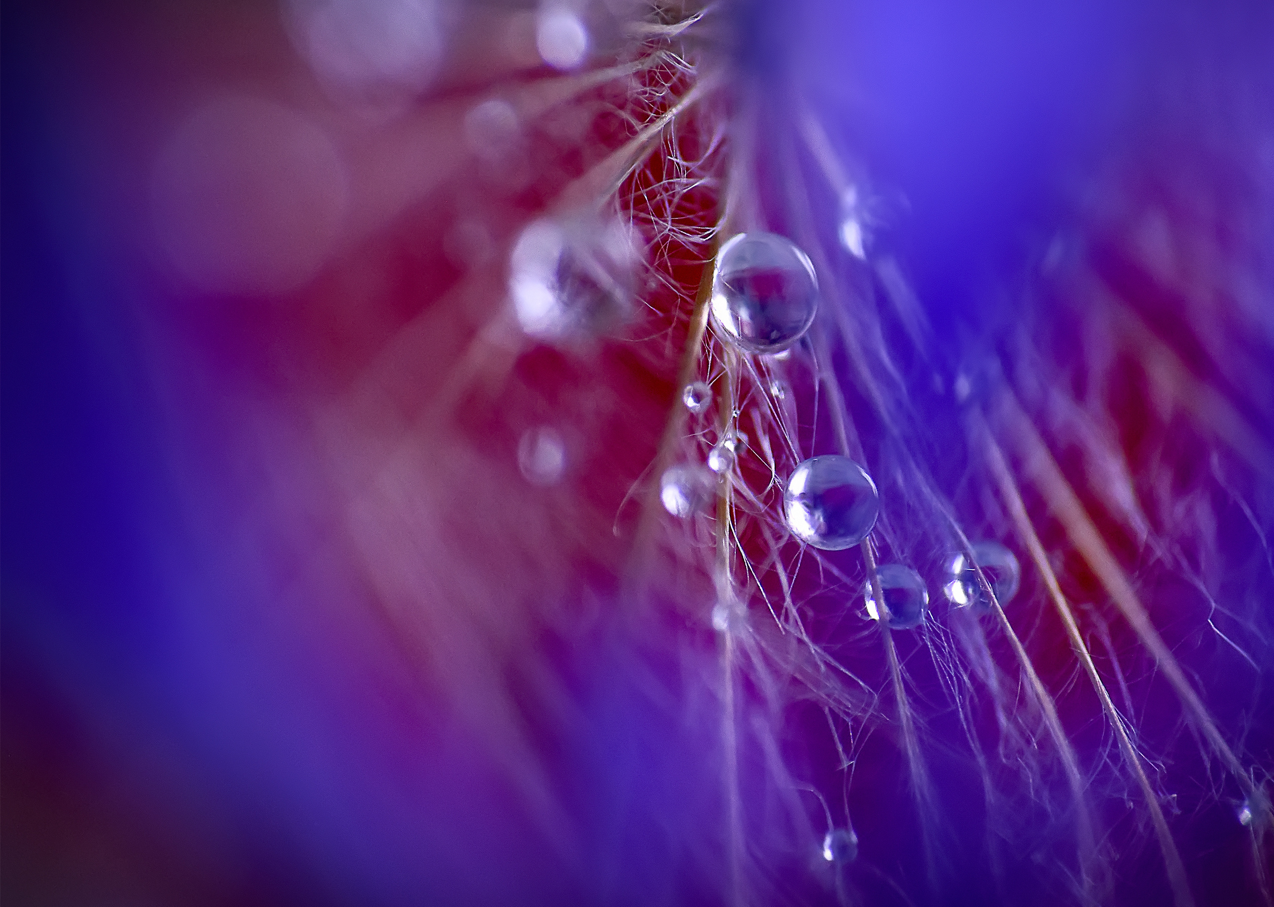 Макро мир фотограф Бокова Галина. Фотограф в Краснодаре и Бишкеке Галина Бокова