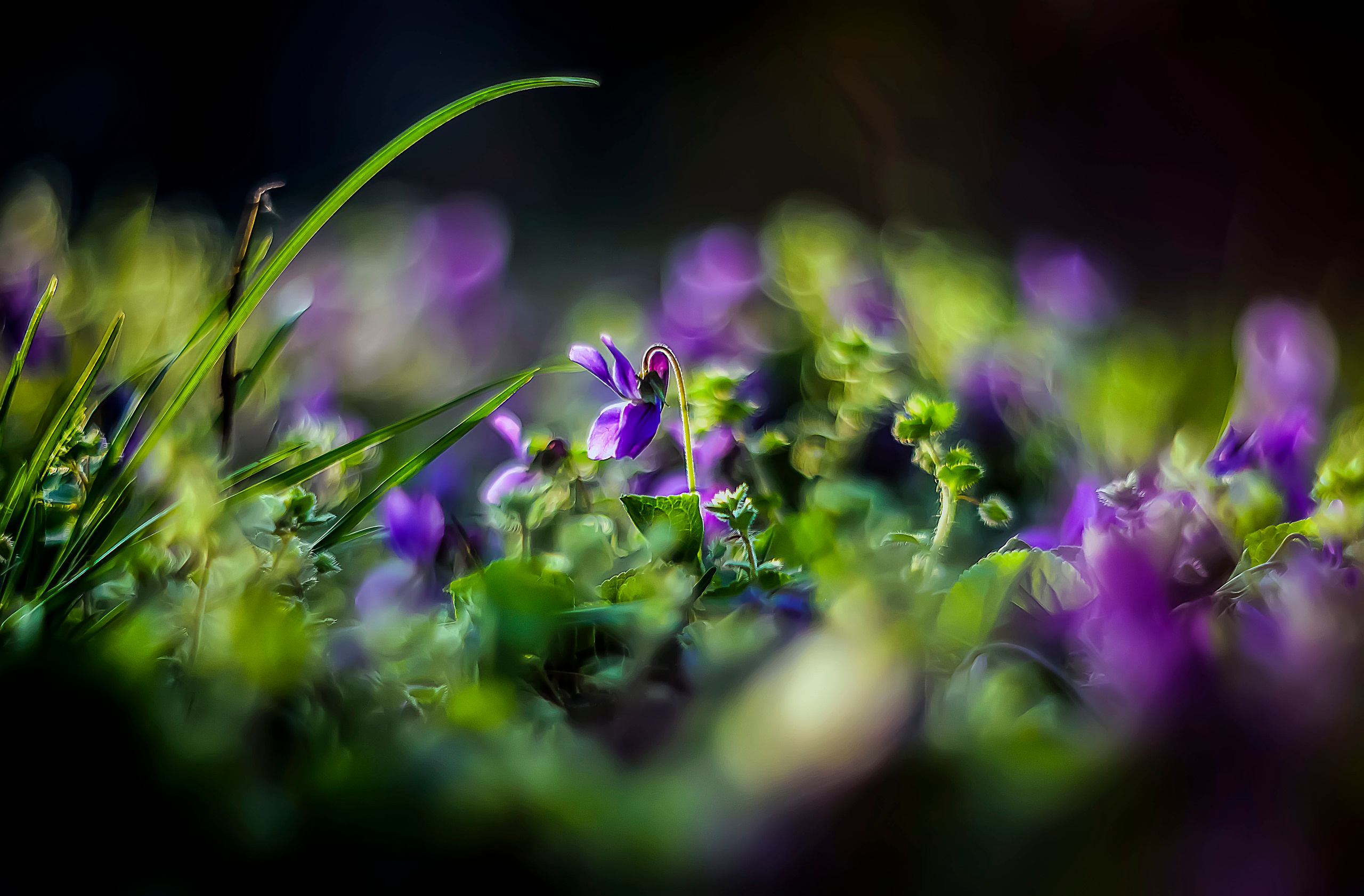 Макро мир фотограф Бокова Галина. Фотограф в Краснодаре и Бишкеке Галина Бокова
