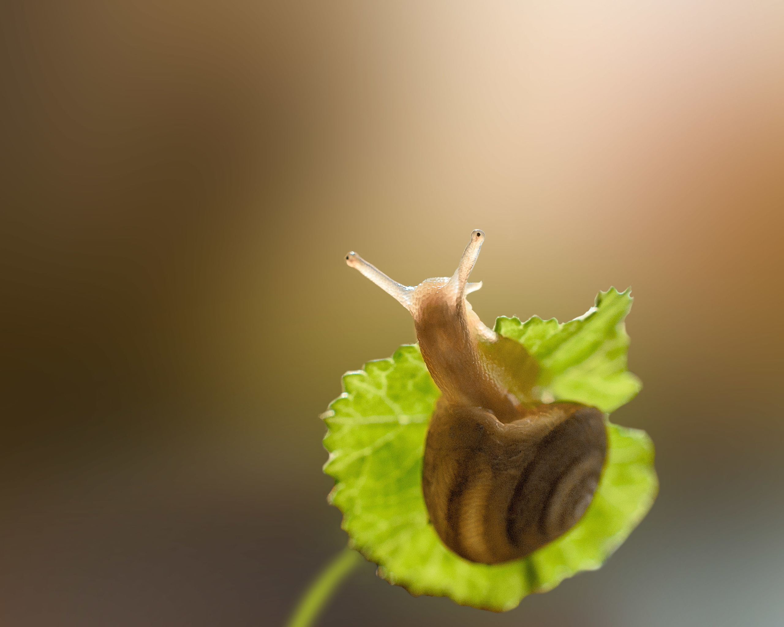 Макро мир фотограф Бокова Галина. Фотограф в Краснодаре и Бишкеке Галина Бокова