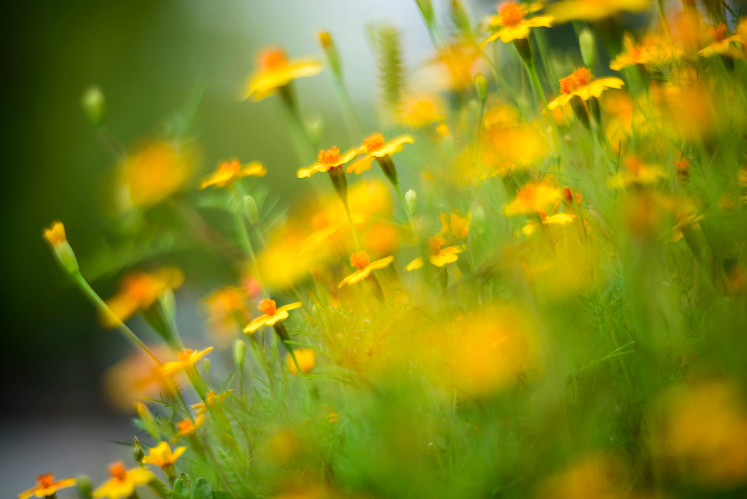 Акварели Гелиоса. Фотограф в Краснодаре и Бишкеке Галина Бокова