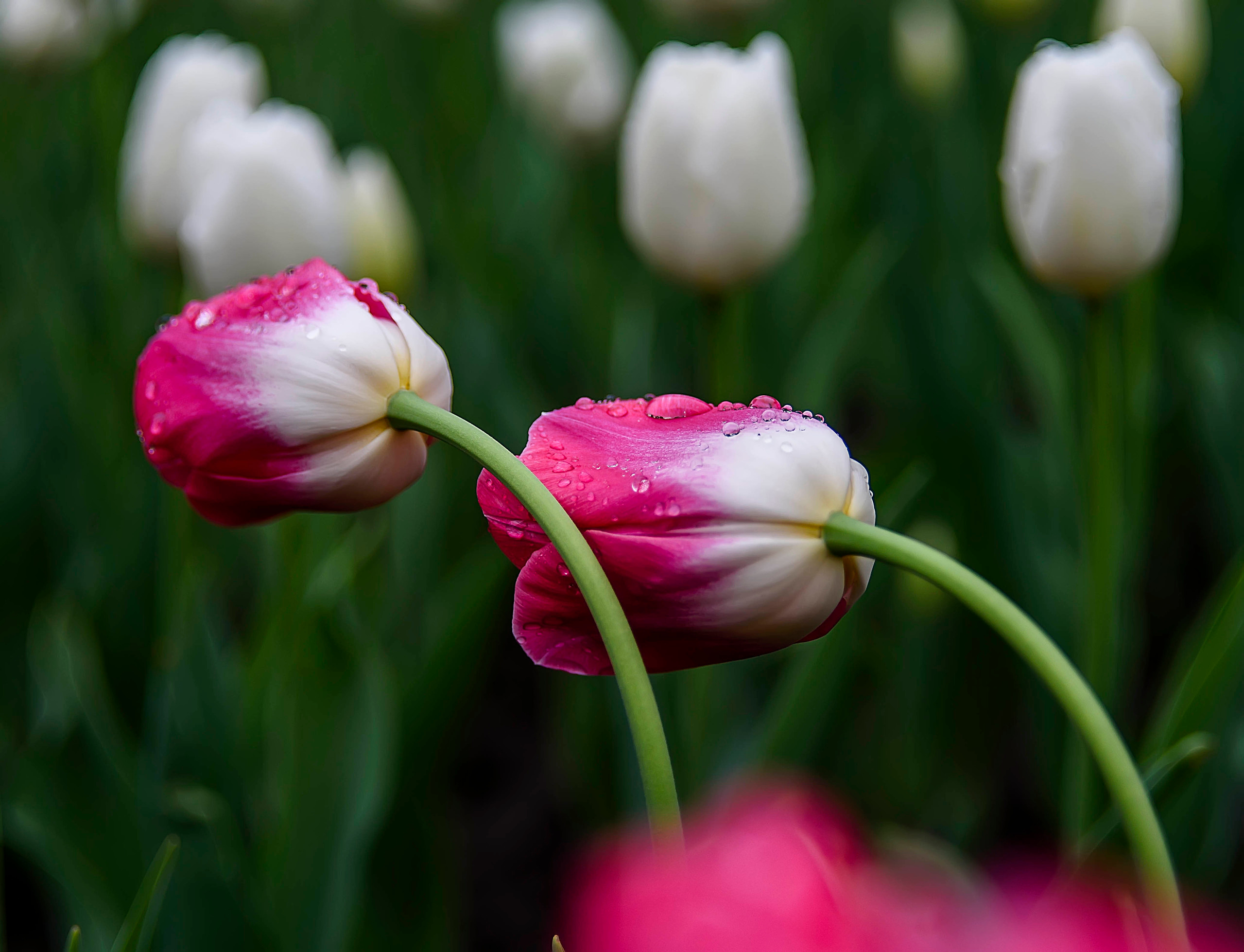 Акварели Гелиоса. Фотограф в Краснодаре и Бишкеке Галина Бокова