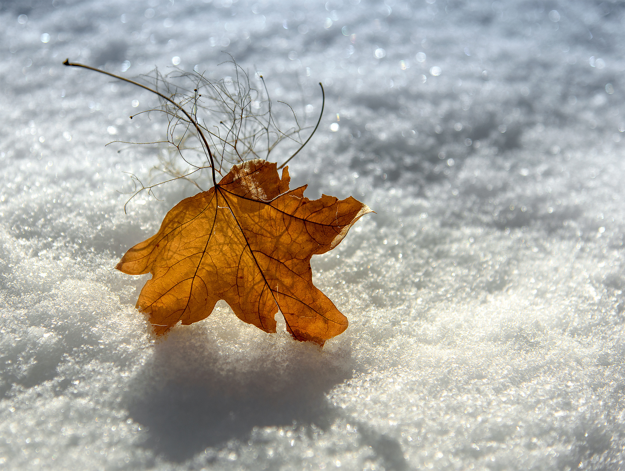 Макро мир фотограф Бокова Галина. Фотограф в Краснодаре и Бишкеке Галина Бокова