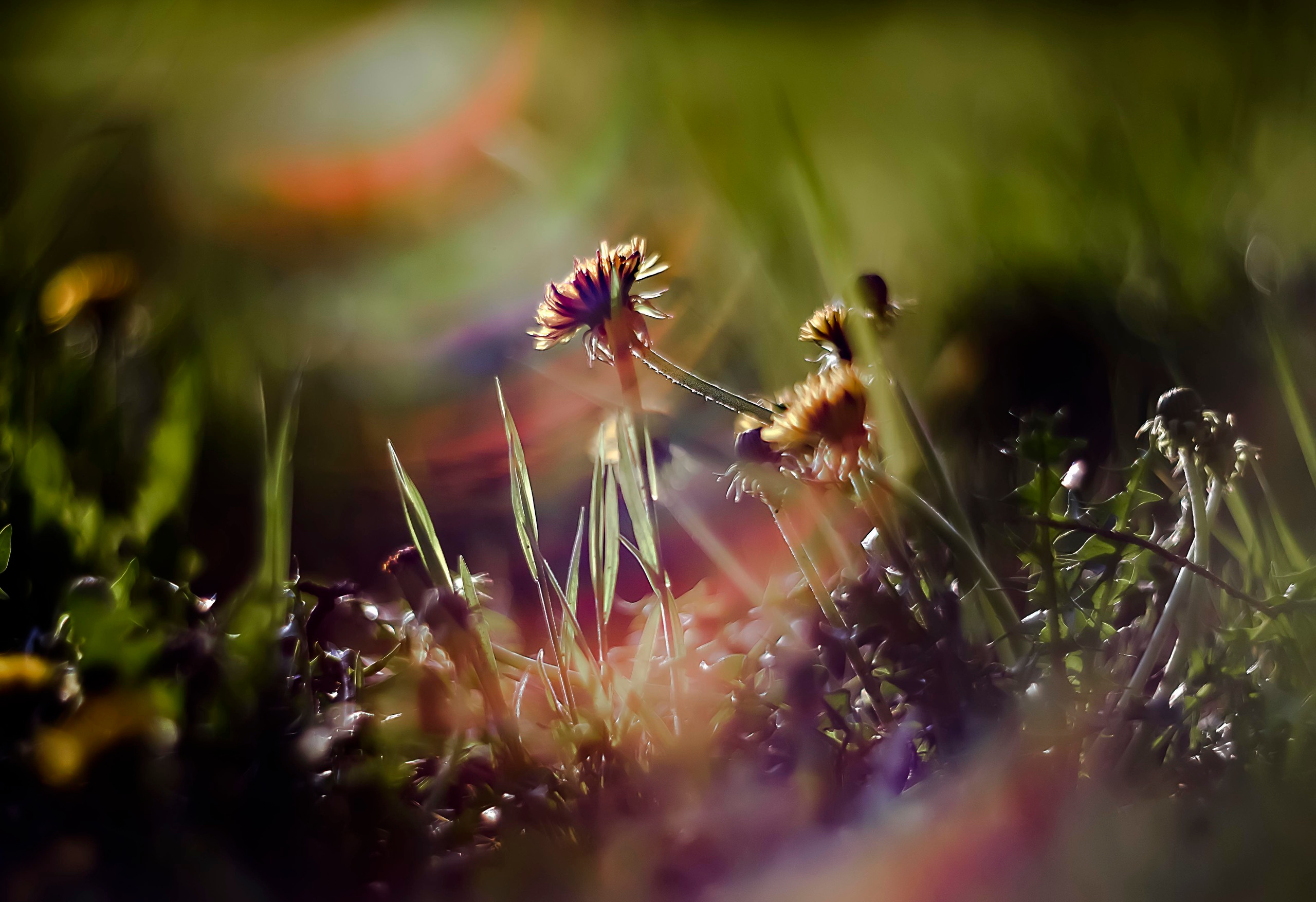 Акварели Гелиоса. Фотограф в Краснодаре и Бишкеке Галина Бокова