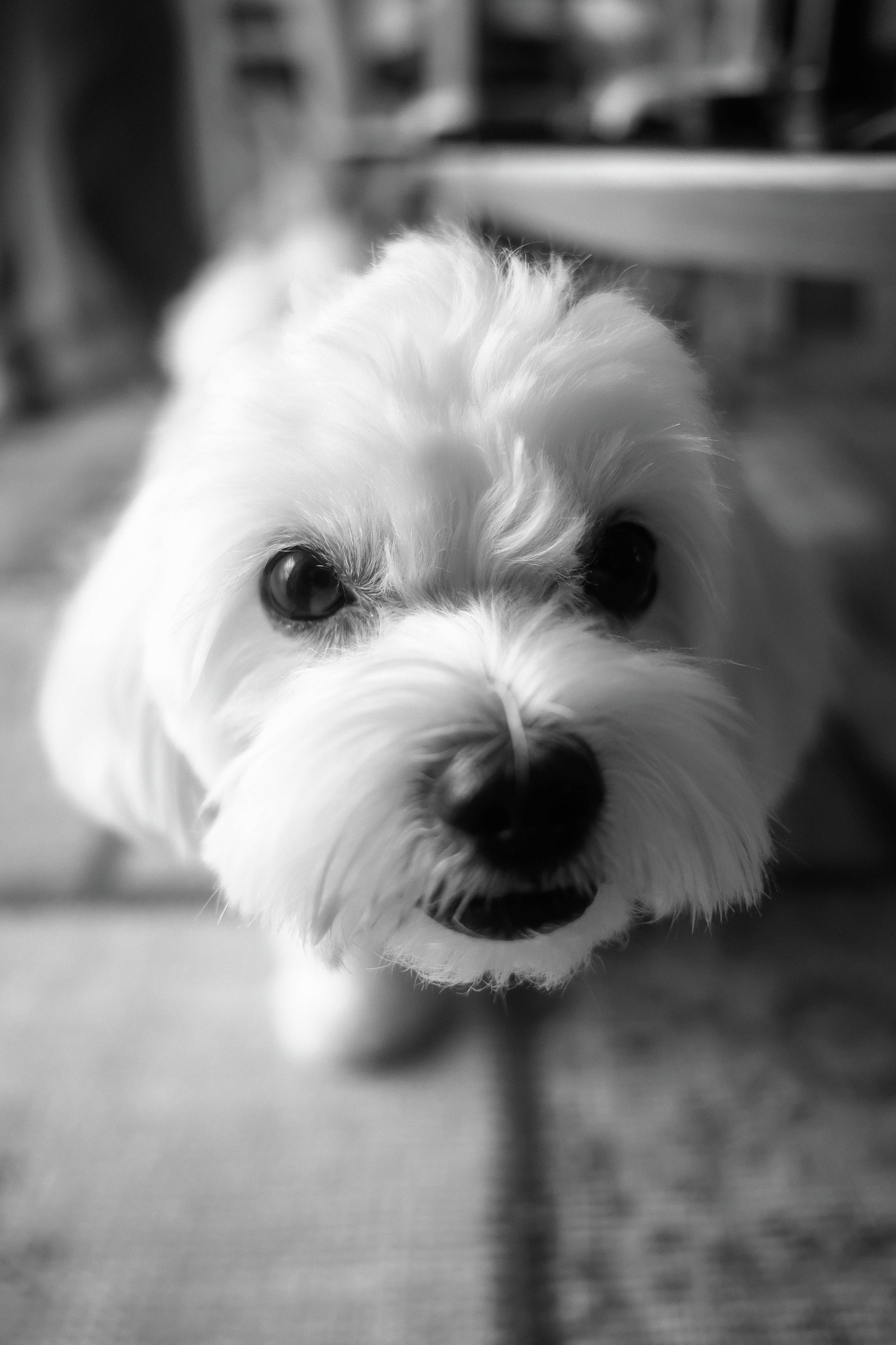 Wedding_Diana+Ivan. About