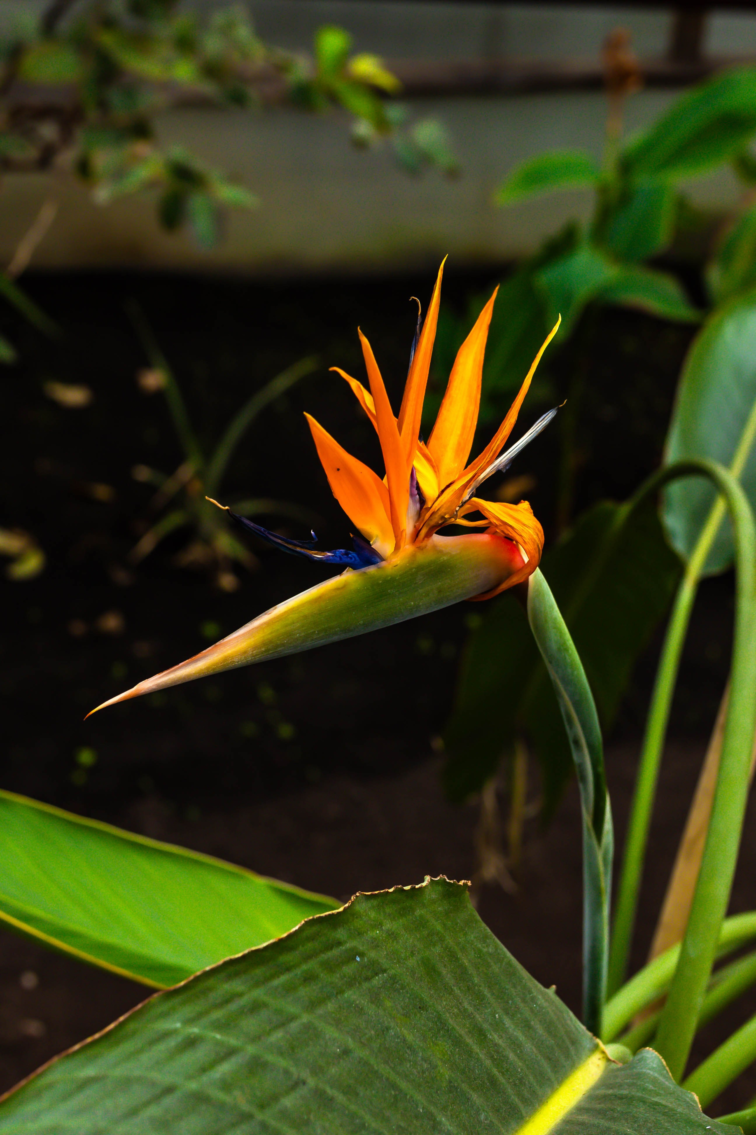 Фотографии природы Липецка. Свадебный и семейный фотограф Виолетта в Липецке