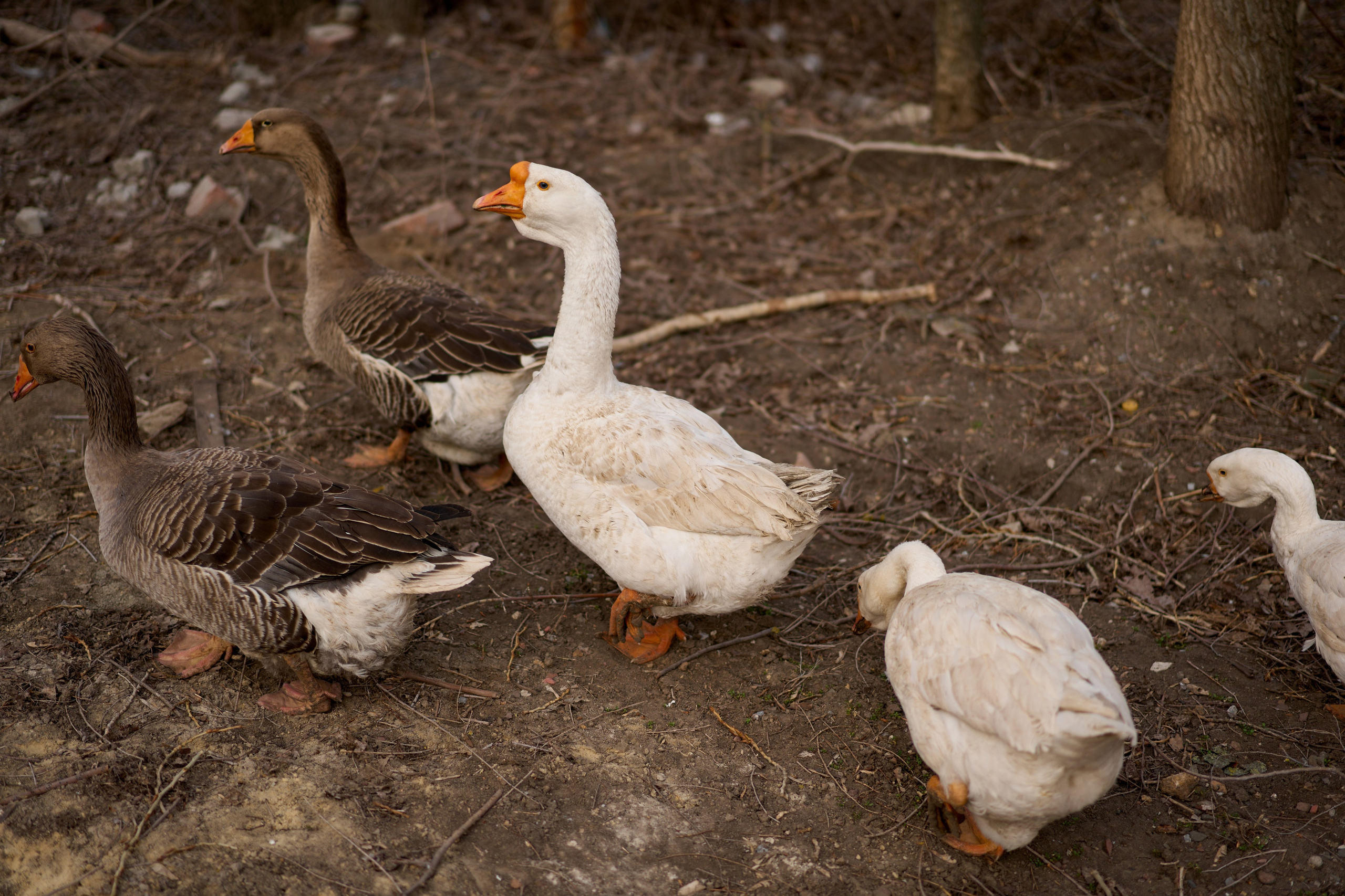 Костя и Оля. Чумаков Алексей Фотограф|Видеограф свадебные, индивидуальные, семейные, репортаж