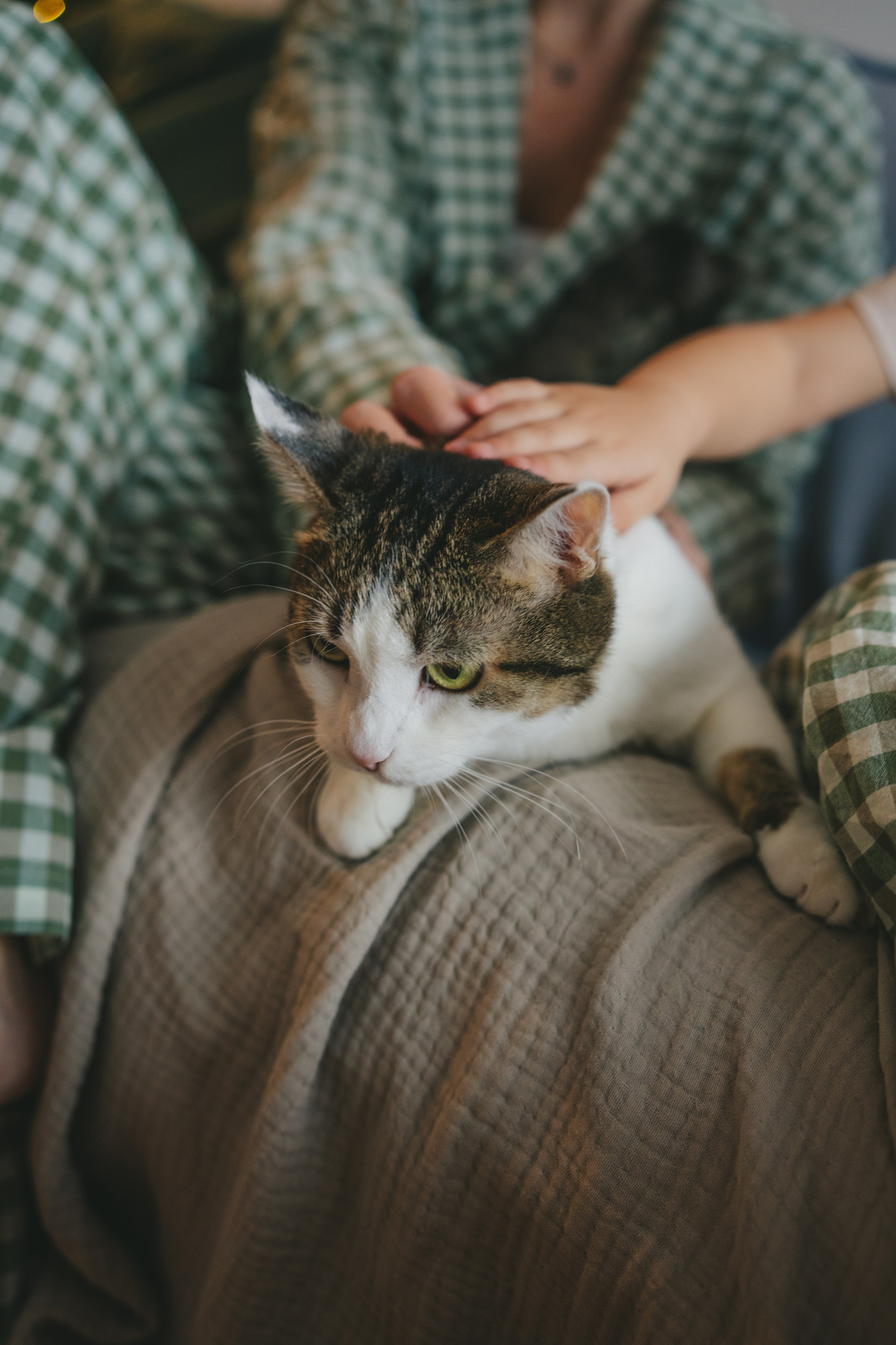 Дополнительные услуги Семейная съемка. Фотограф Екатерина Канчалаба