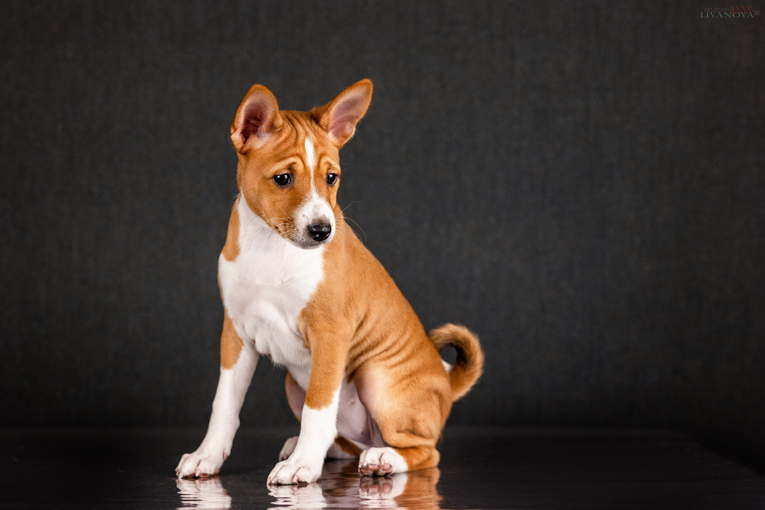 Басенджи. Фотограф анималист Аня Ливанова | Рыбинск