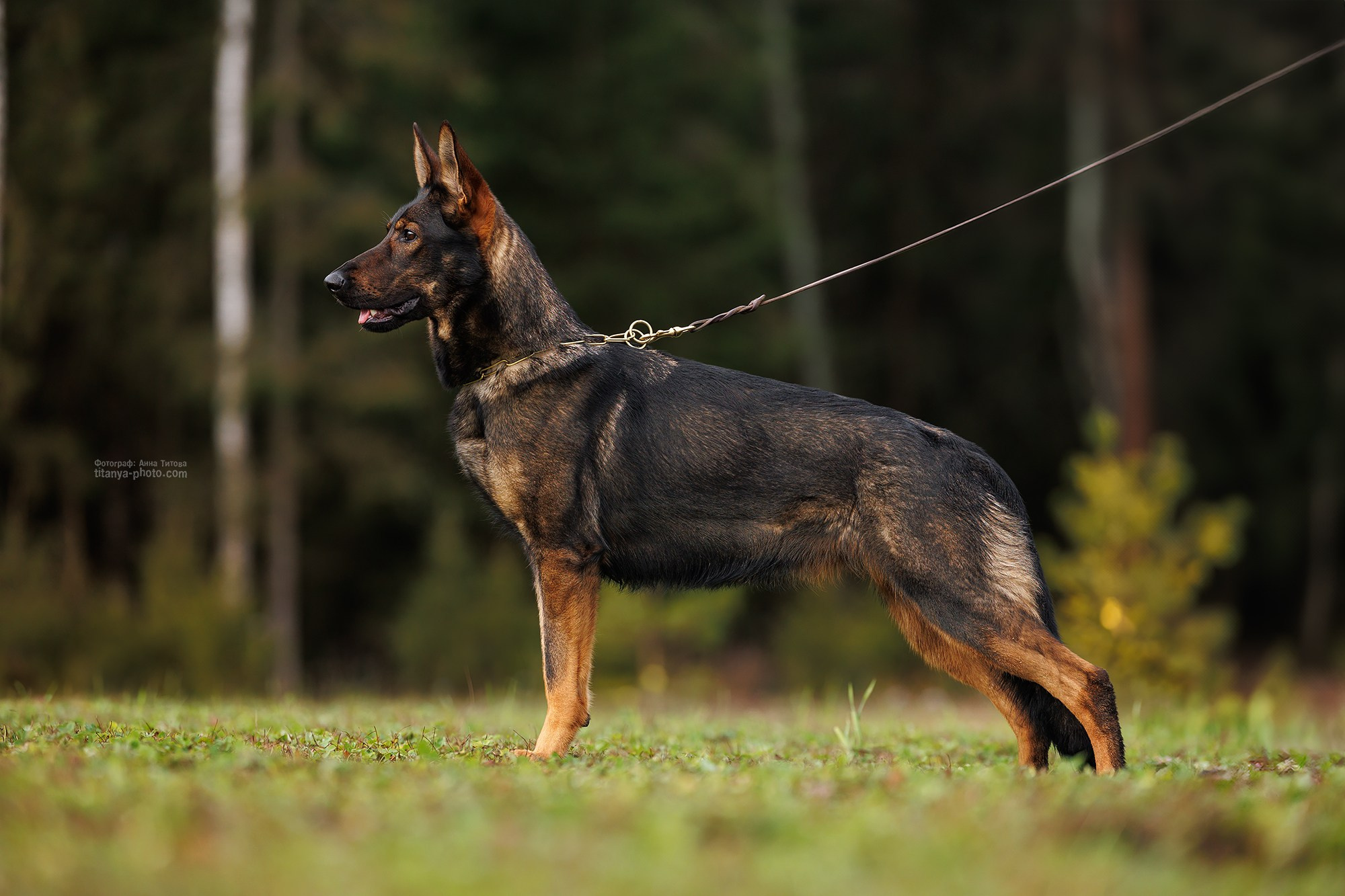 Фото немецких овчарок. Фотограф собак, фотограф-анималист Аня Титова (Titanya). Москва