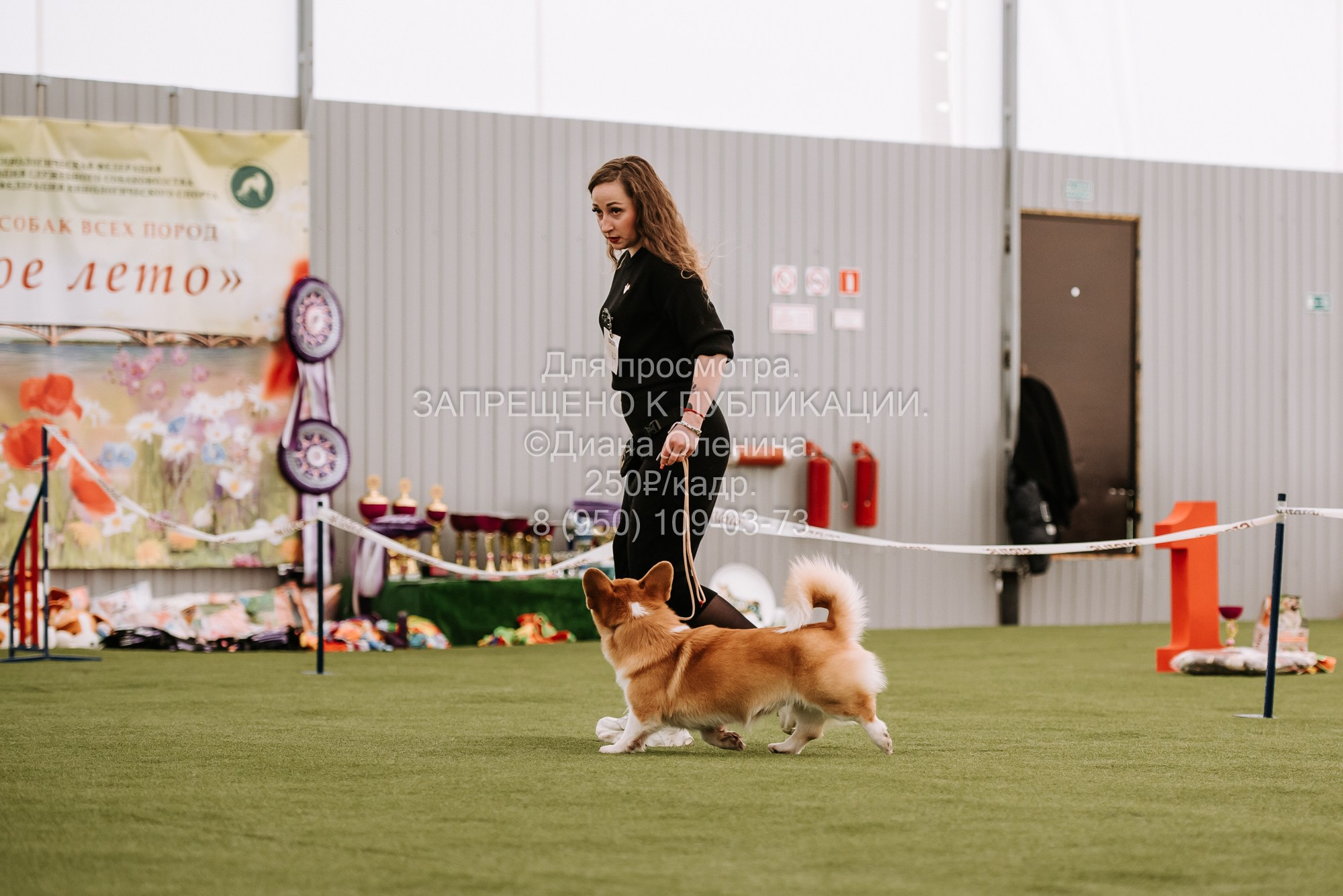 Выставка собак Красноярск 2.06. Фотограф Диана Оленина Красноярск / Братск