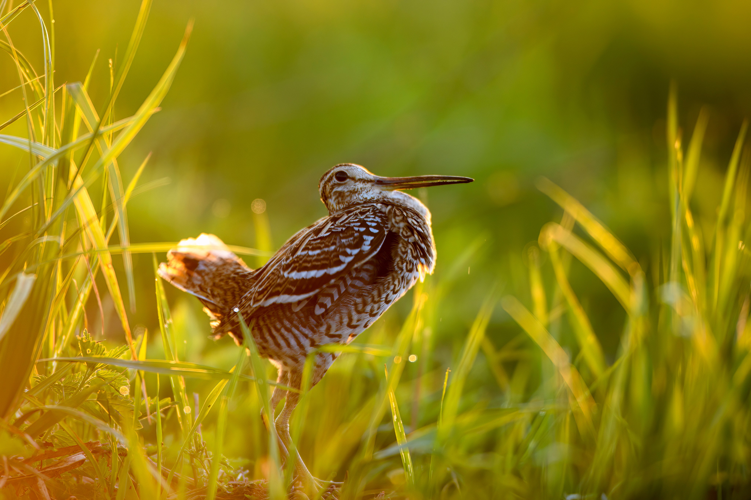 На дупелином току. Фотограф Сергей Пупонин