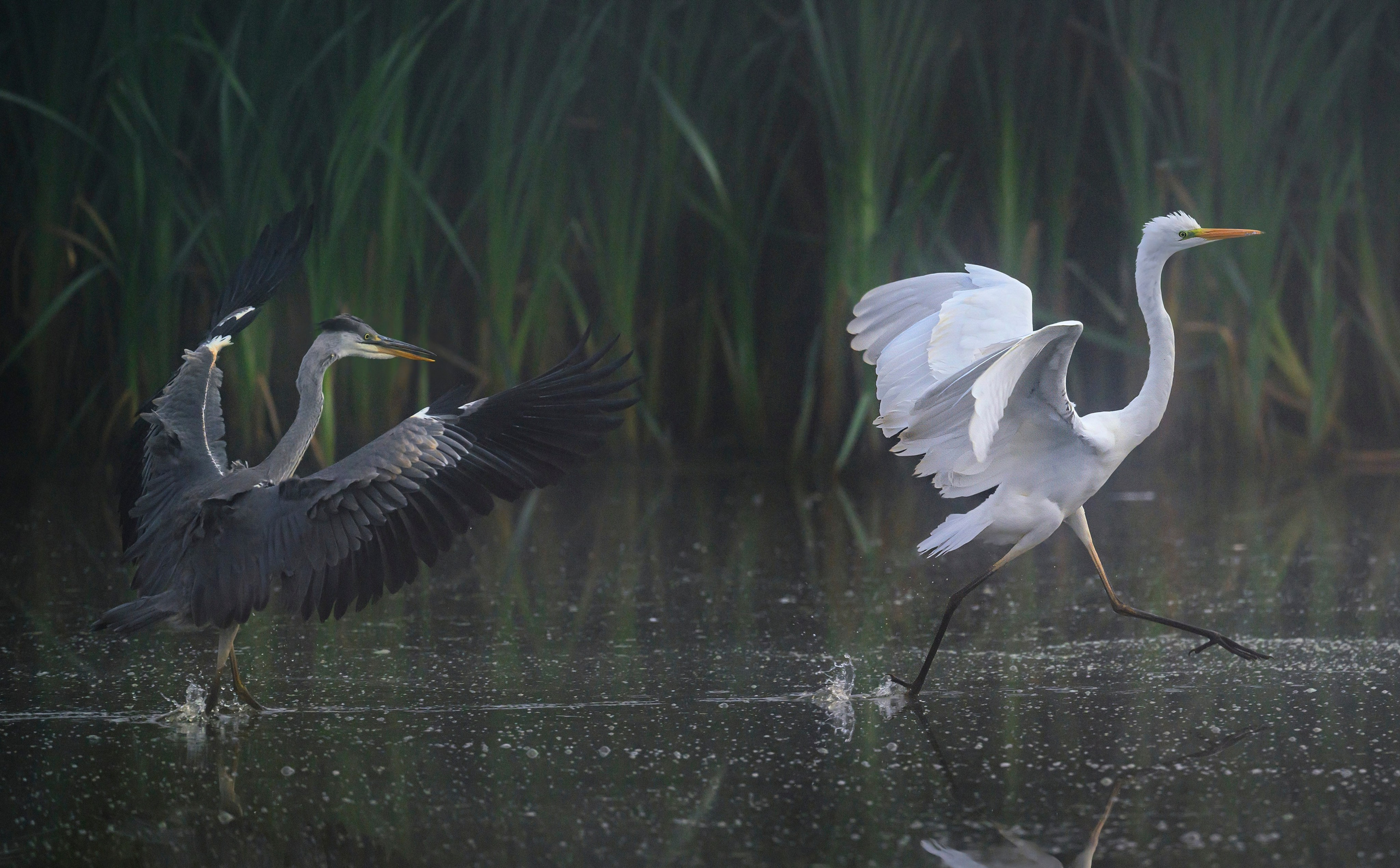 Цапли. Wildlife photography by Sergey Puponin