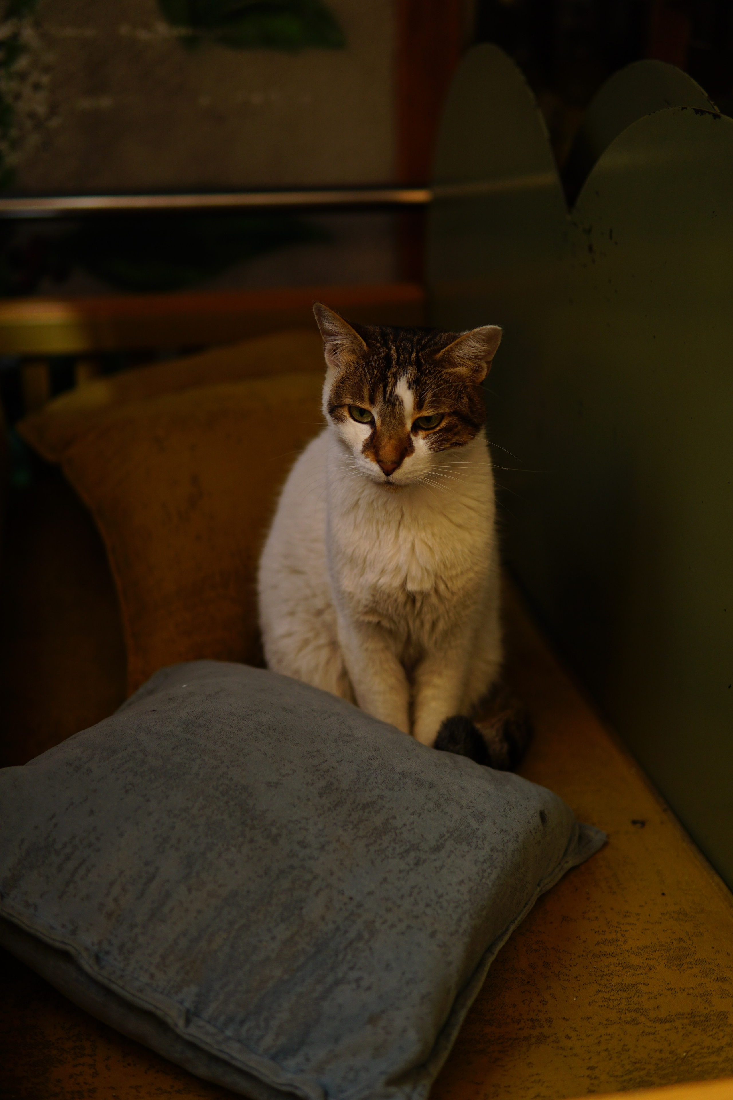 Стамбул. Фотограф в Москве Юлия Першина