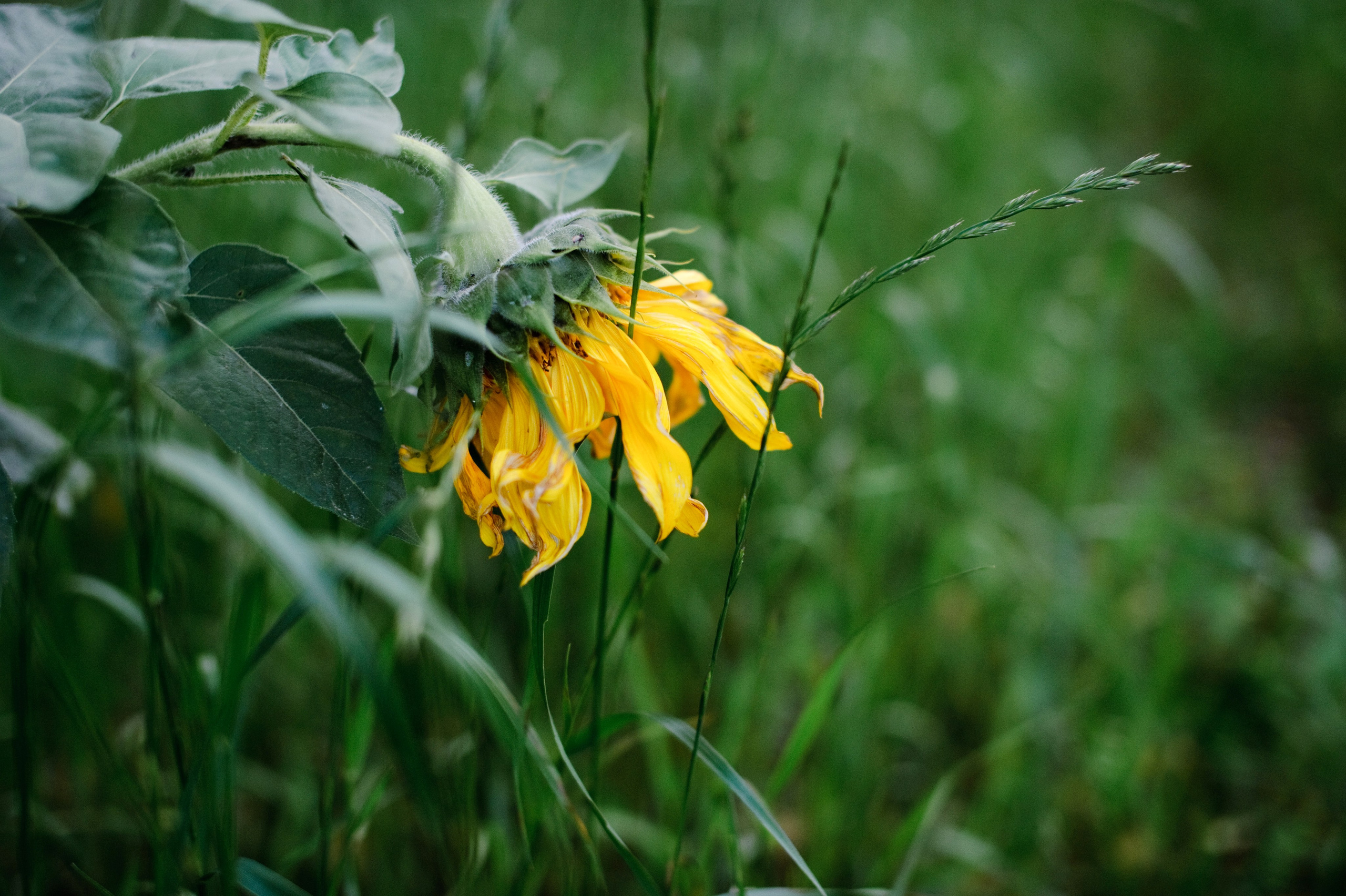 Татьяна и Алексей. В ожидании малыша. Семейный фотограф Анна Дубовская