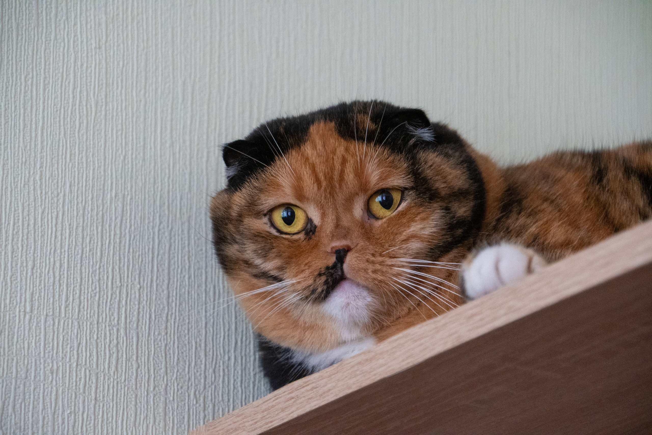 Приют для животных «Пушистые друзья». Видеограф, фотограф в Санкт-Петербурге Элеонора Петрова