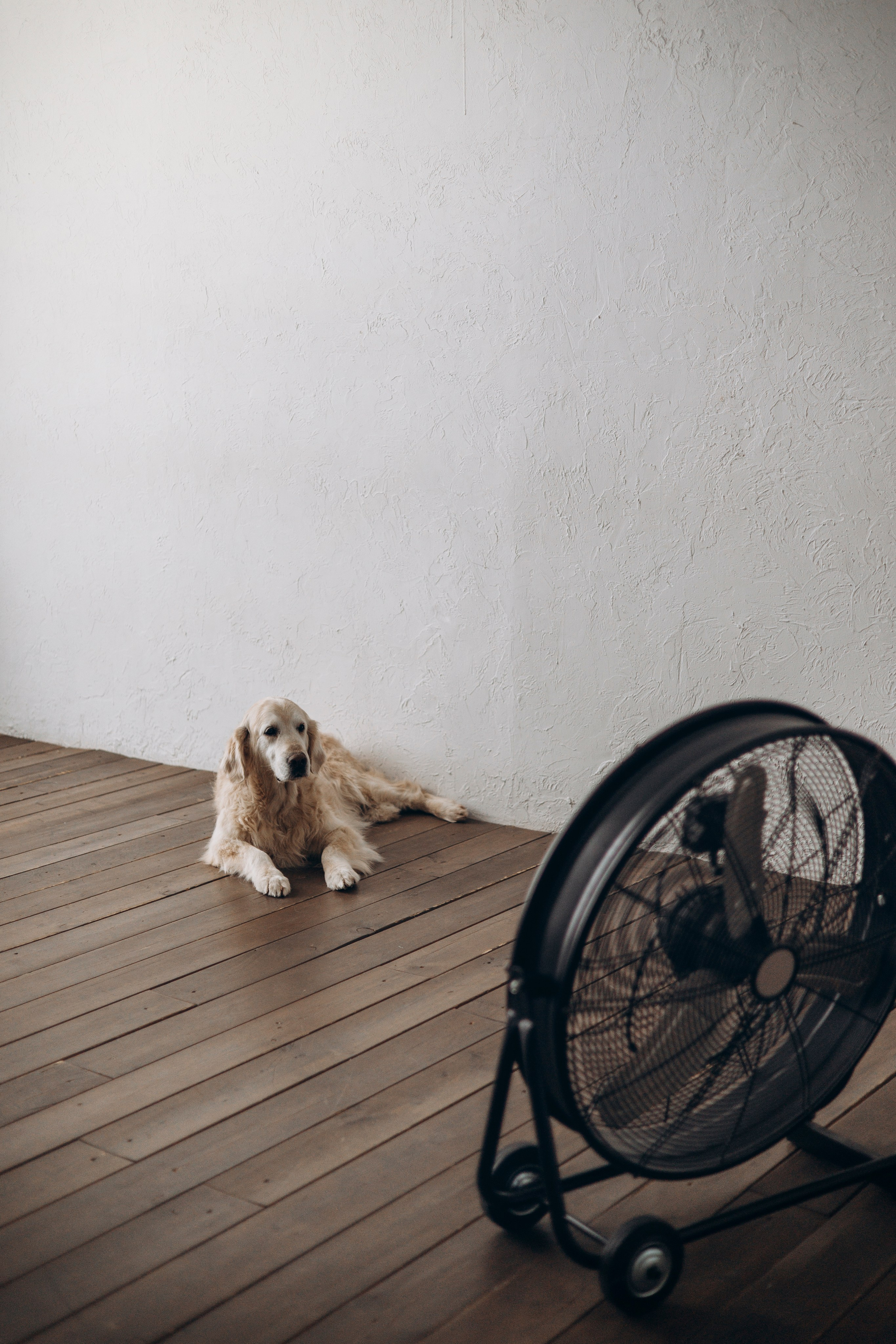 Ирина и Луна. Фотограф — Анималист | Санкт-Петербург