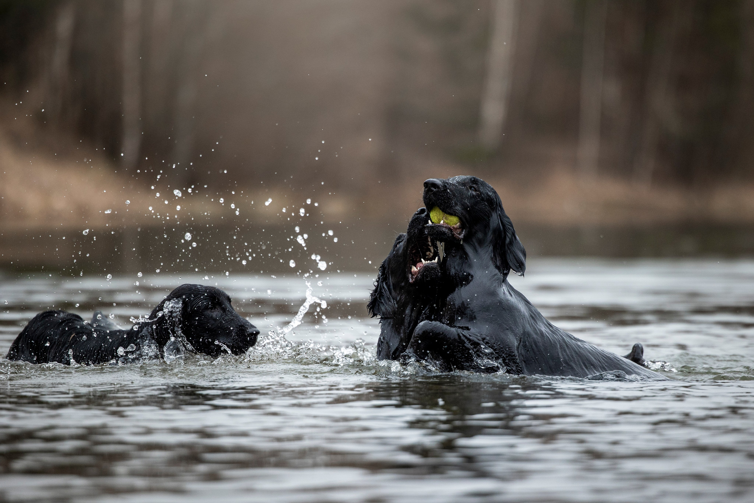 Ора, Ева, Рози и их семья. Фотограф — Анималист | Санкт-Петербург